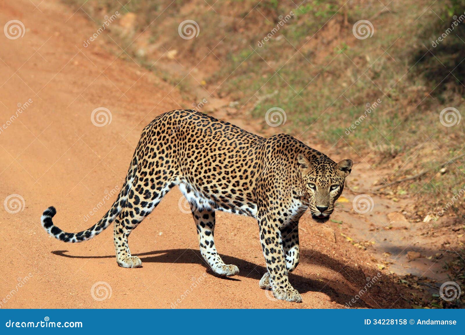 Леопард Lankesian (пантер Pardus Kotiya) пересекая дорогу Sandy и смотря в камеру, Yala, Шри-Ланку