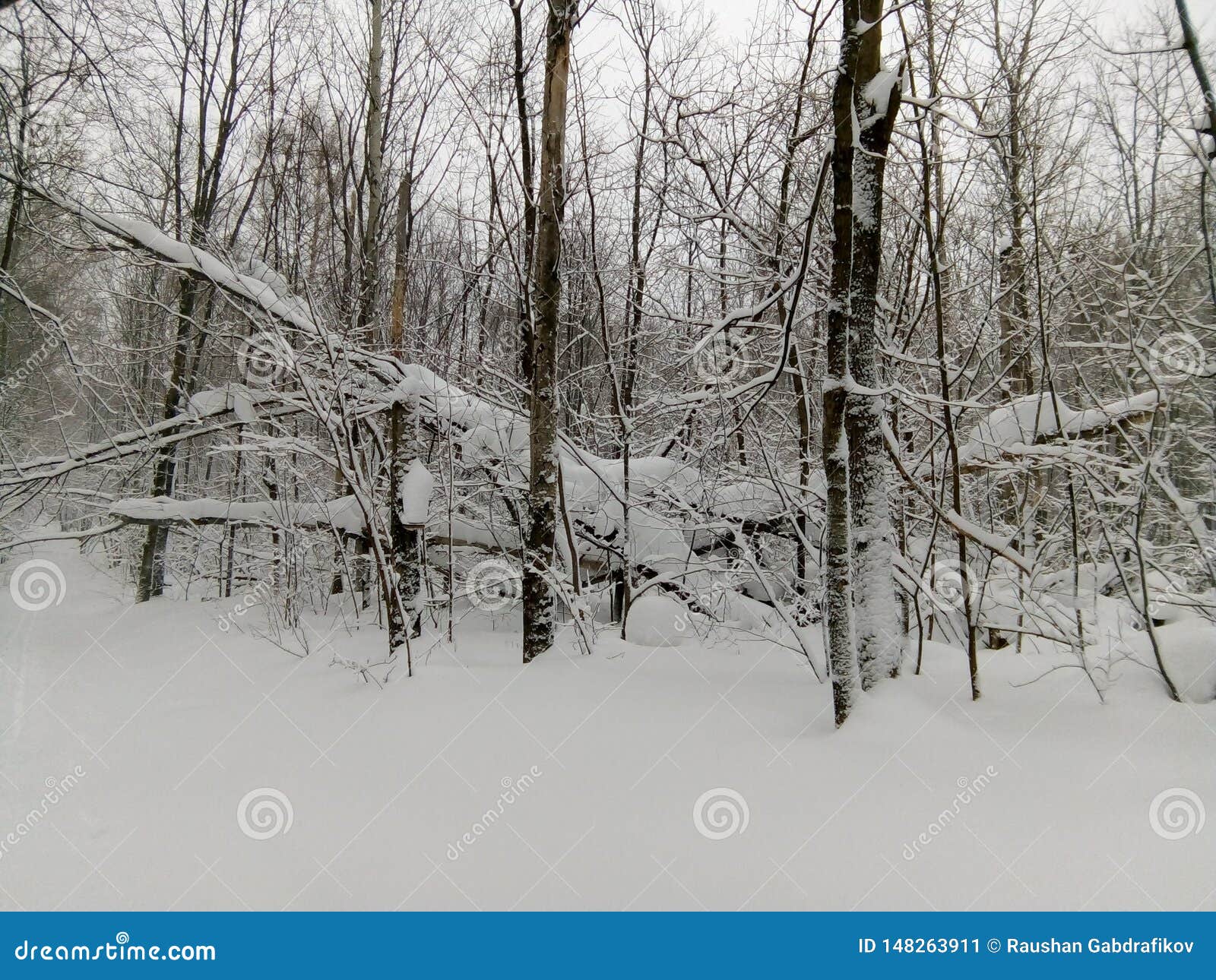 Лес зимы в России. лес зимы в России Очень больше снега