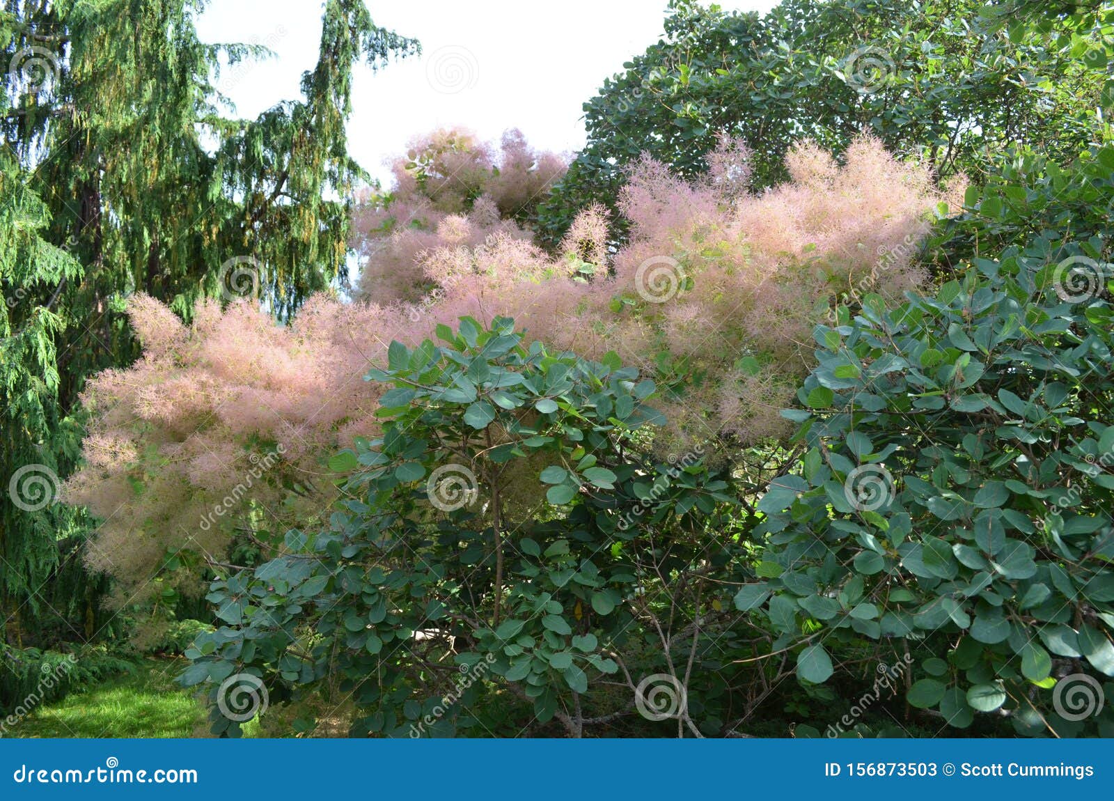 Скумпия Кожевенная (или коггигрия) Cotinus coggygria SCOP.
