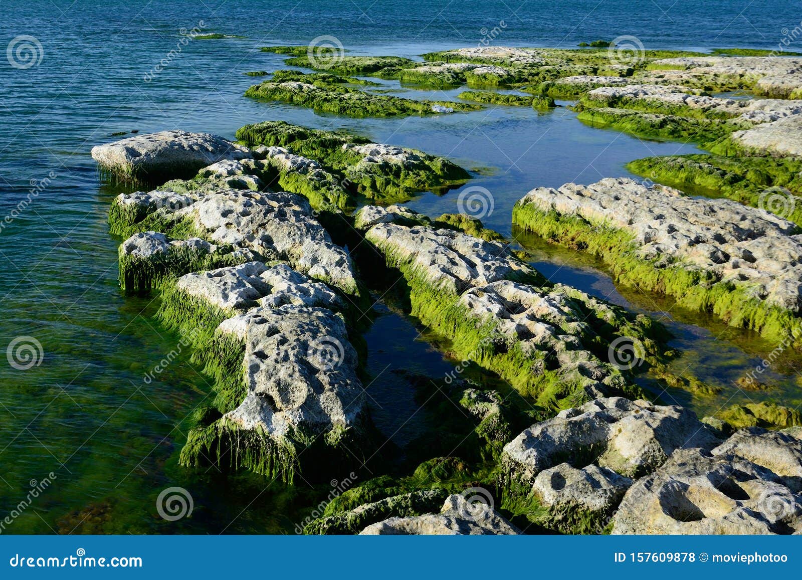 растения каспийского моря