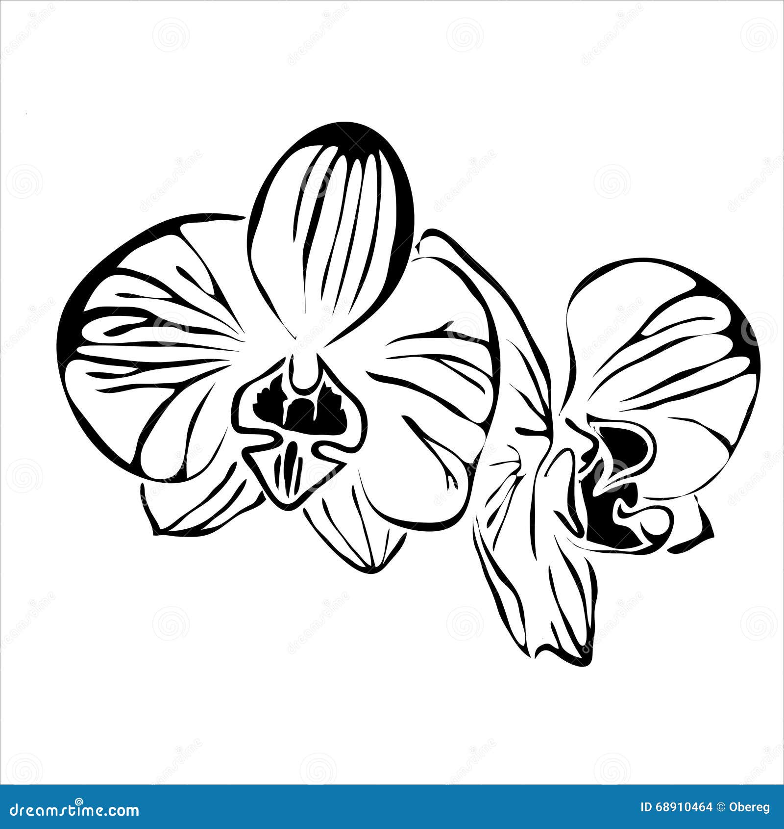 Контур орхидеи на прозрачном фоне