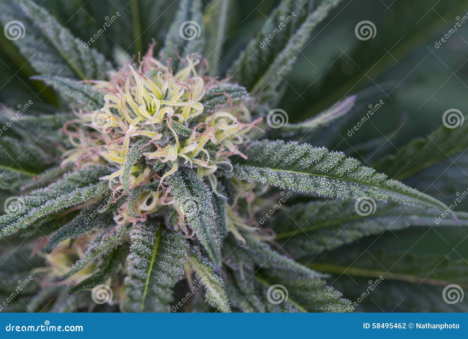 Цветок марихуаны фото как полезно курить коноплю
