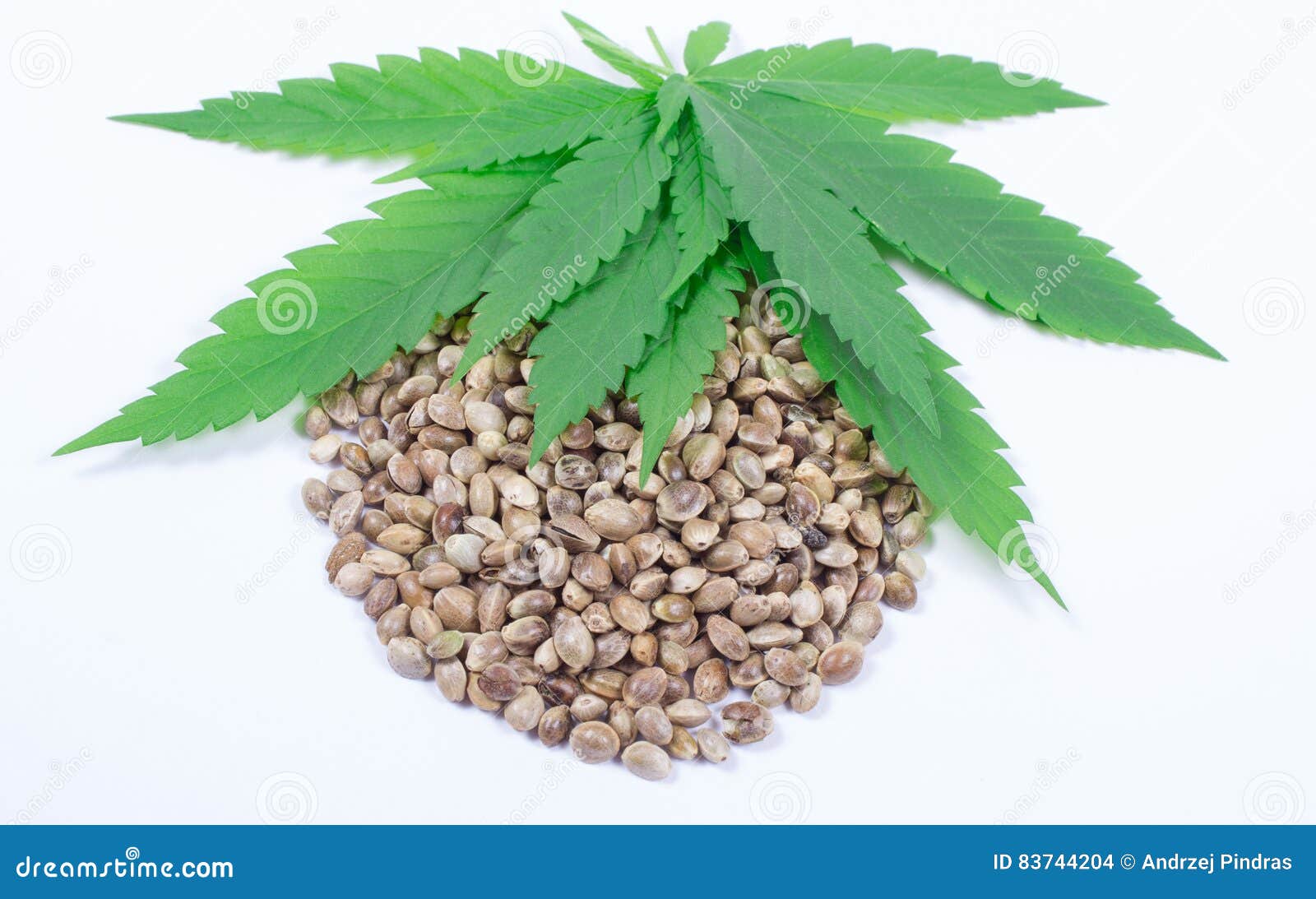 Конопля семя лист марихуана пол различие