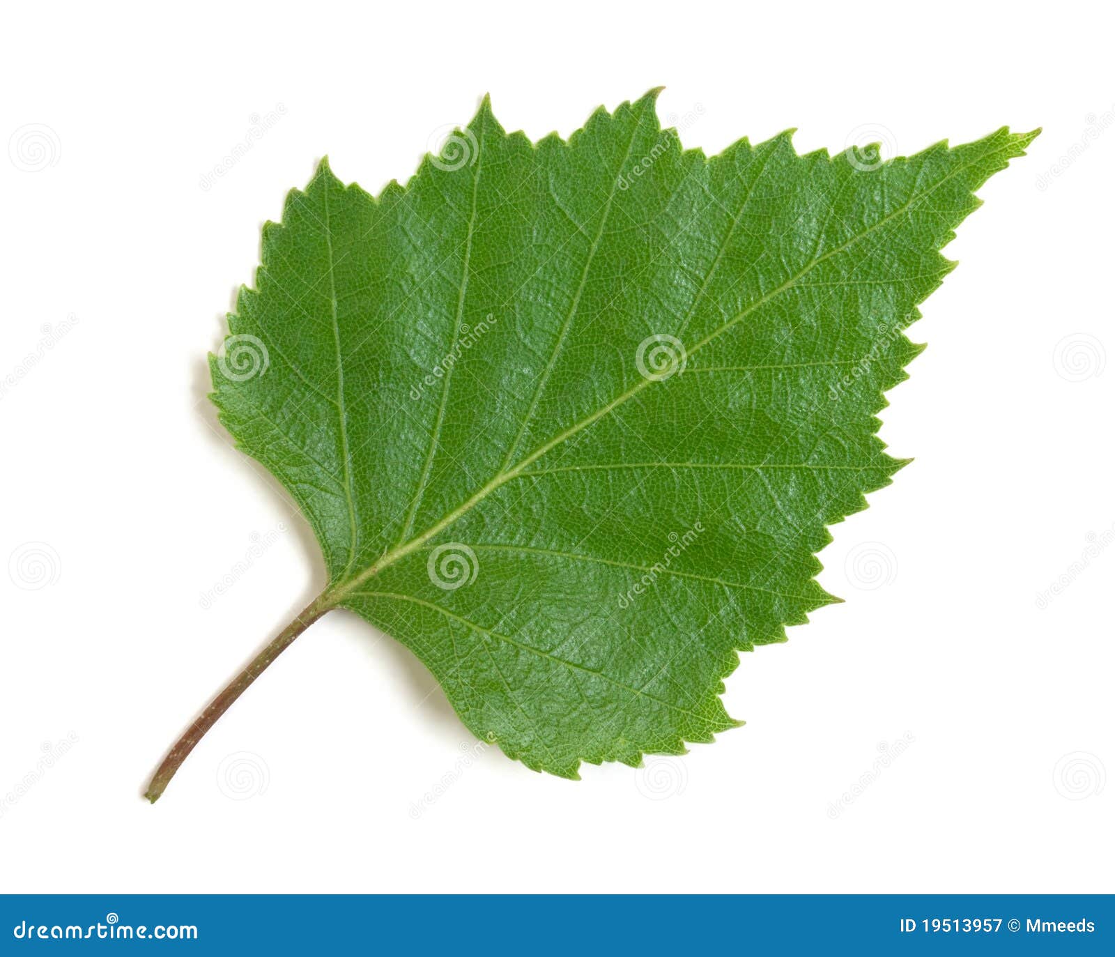 листья березы стоковое изображение. изображение насчитывающей листья .