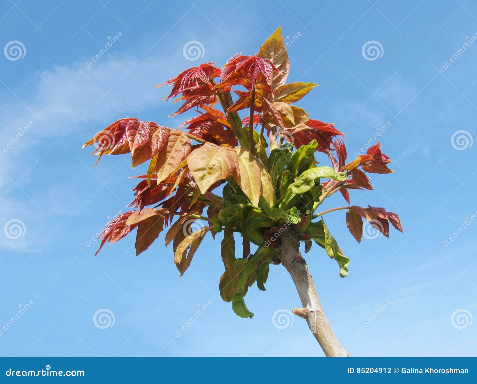 Листья весны красные дерева фисташки Стоковое Фото - изображение ...