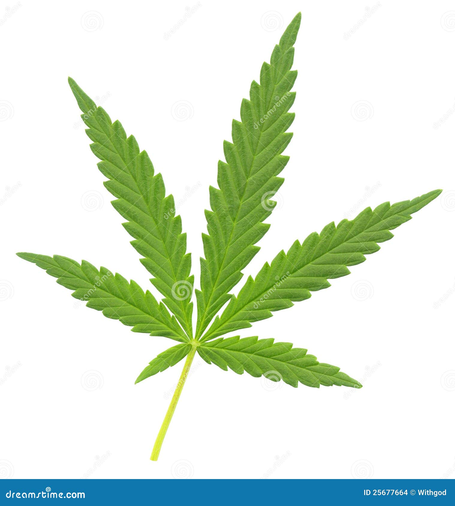 конопля листья марихуана