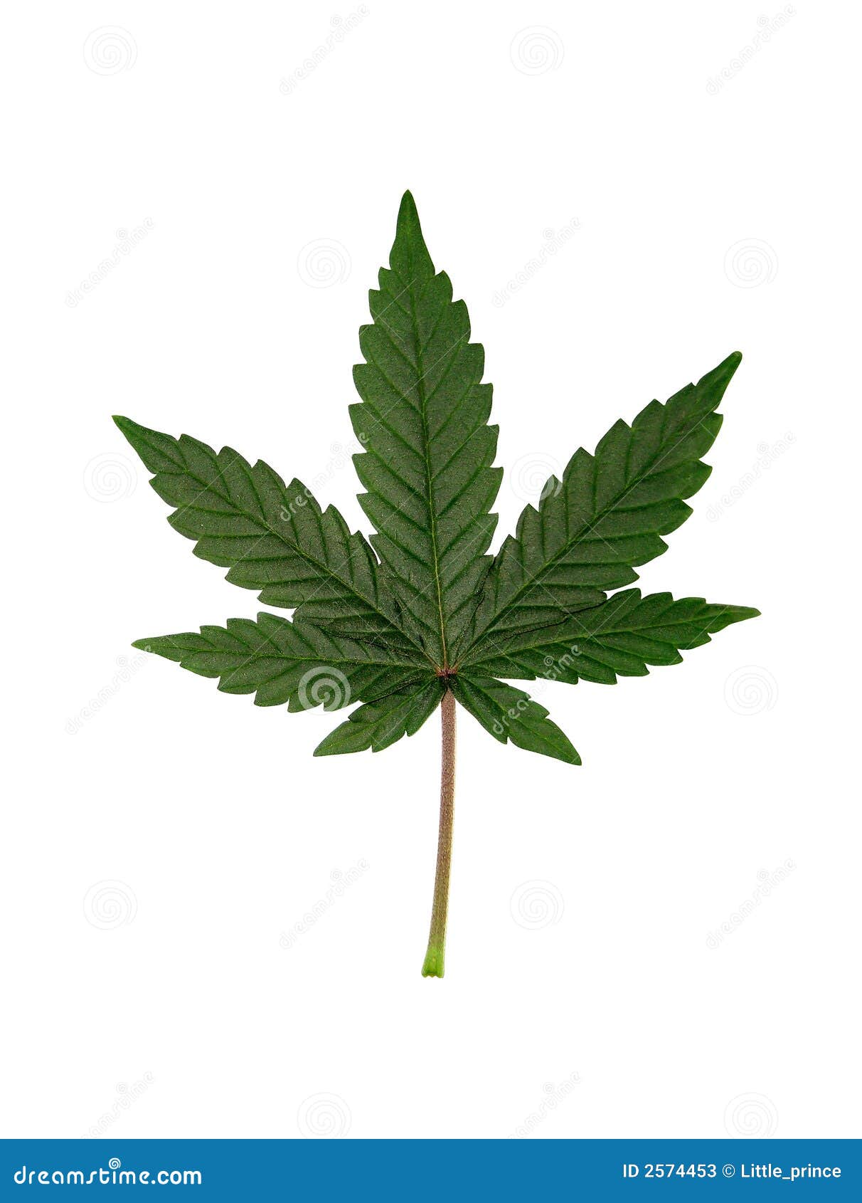 Как выглядит листок конопли сколько выходит с куста марихуаны