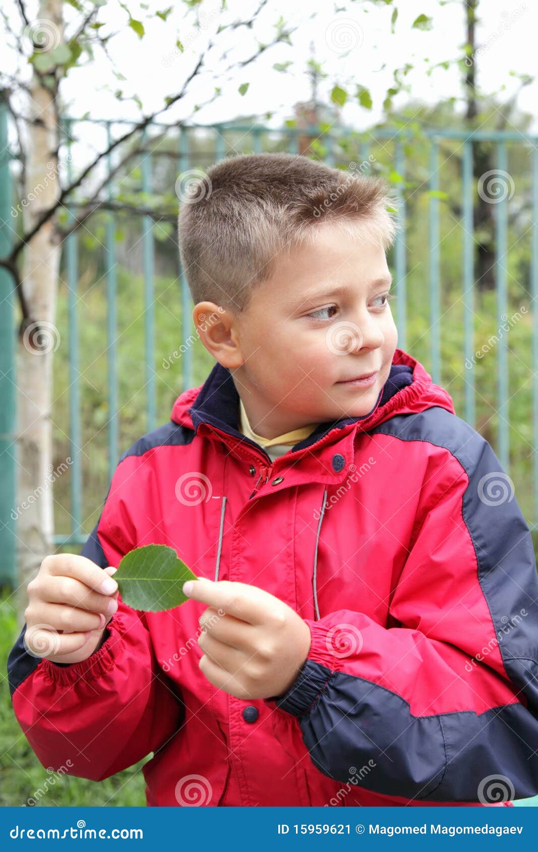 листья мальчика смотря кос стоковое изображение. изображение ...