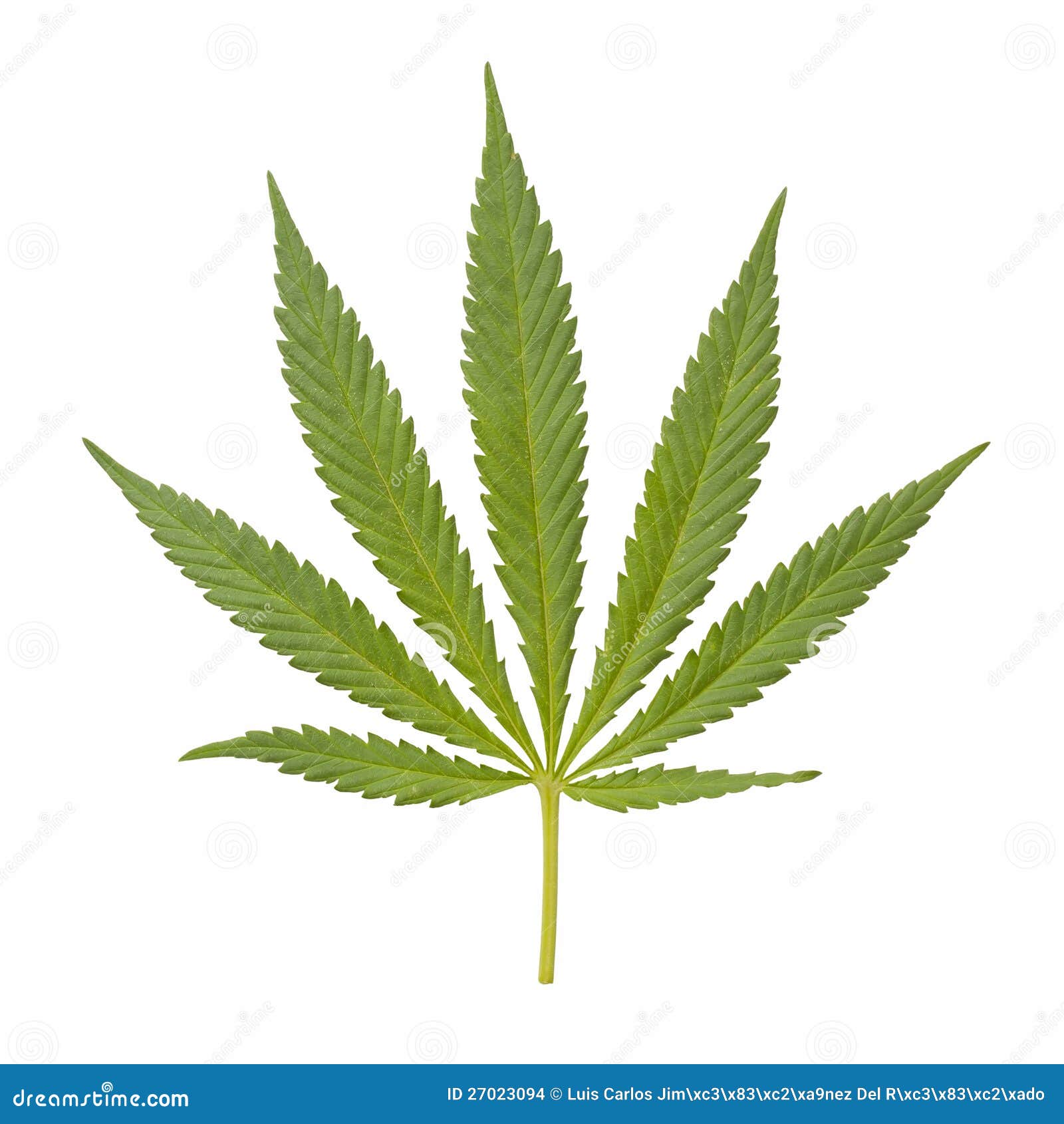 лист марихуаны похож на лист