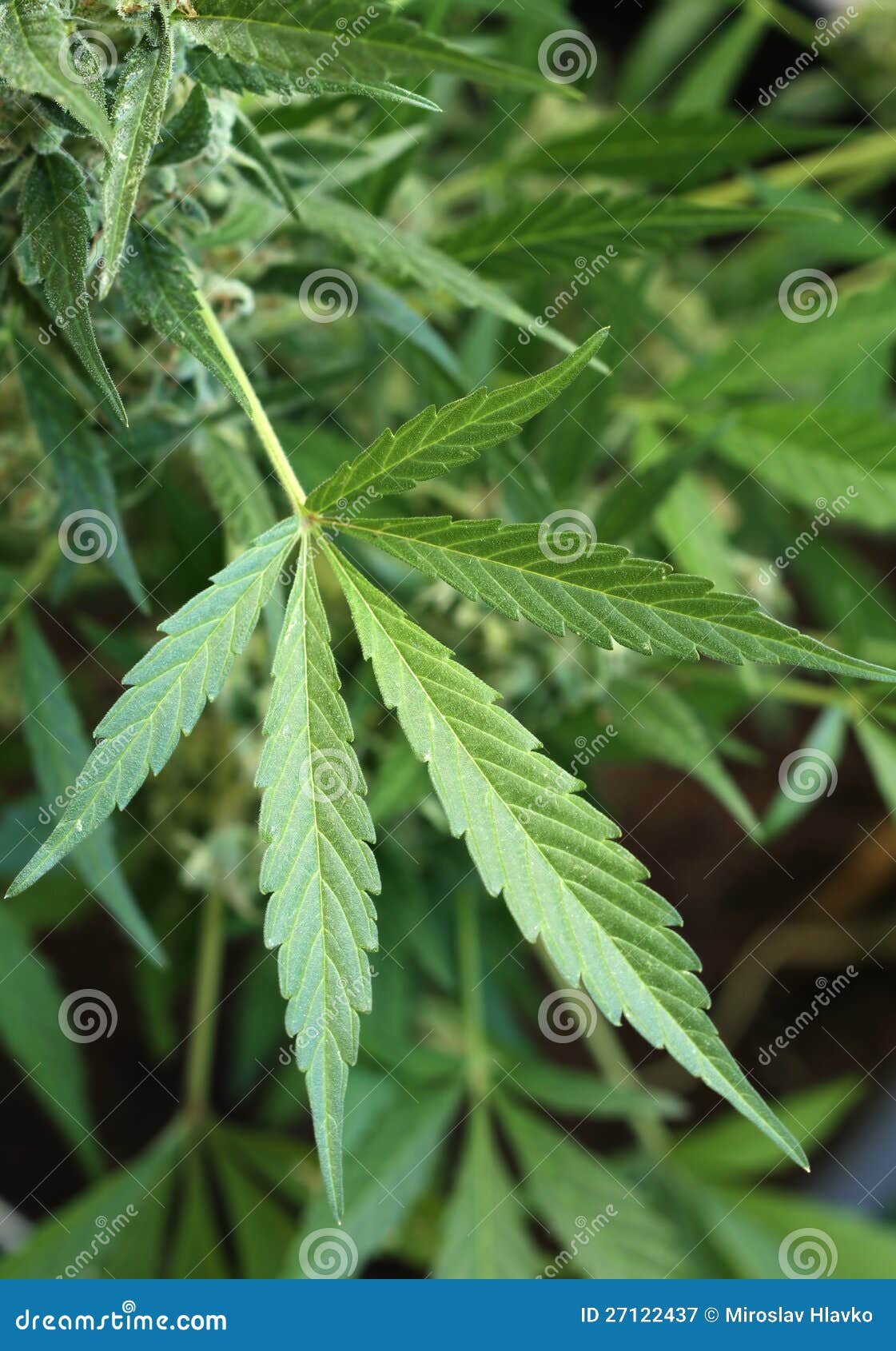 Листья марихуаны конопля ростет
