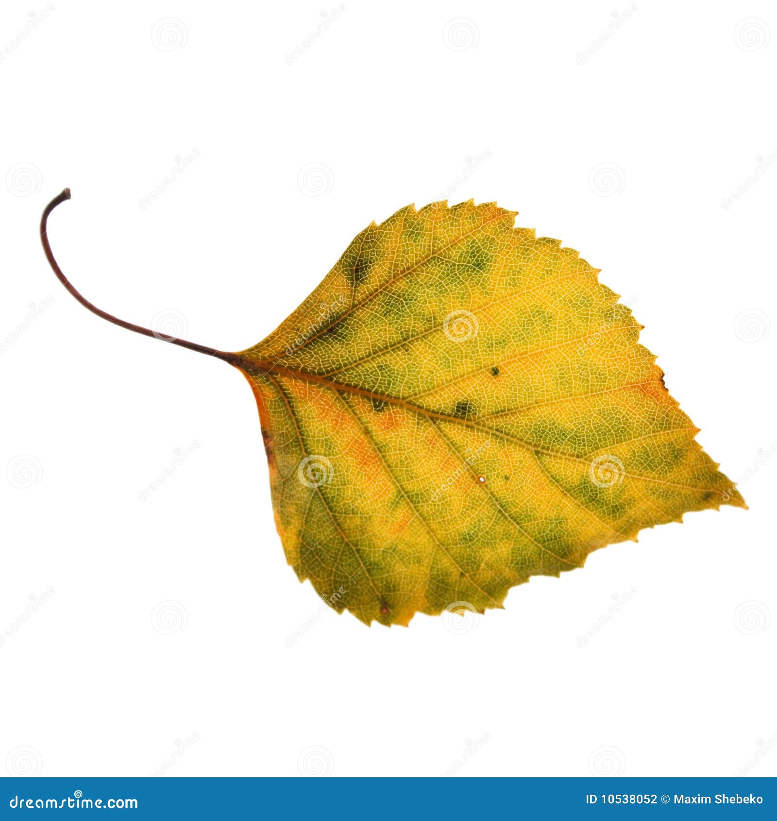Желтые листья березы на прозрачном фоне