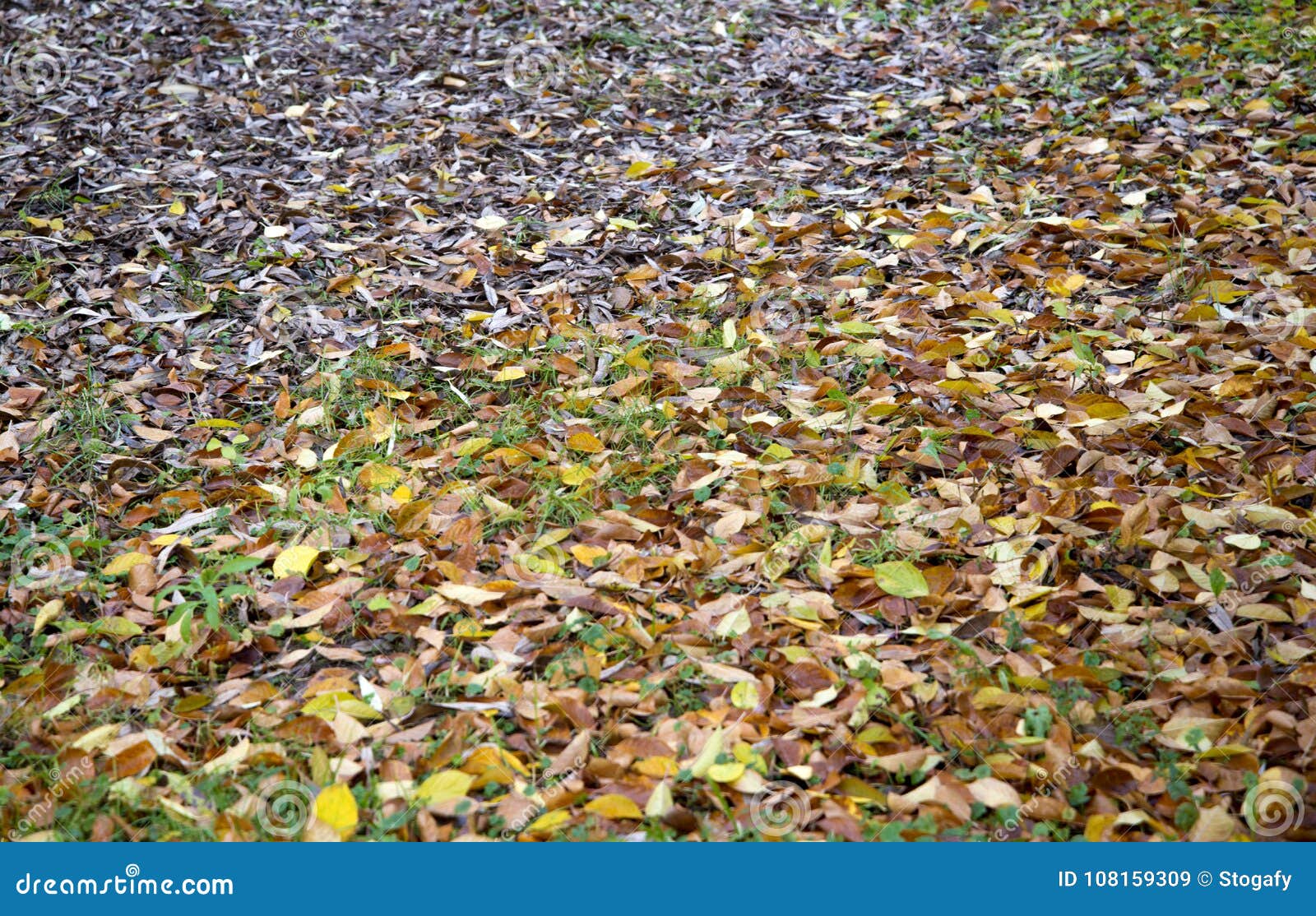 Листья осени на траве. Сцена осени с упаденными листьями на зеленой траве