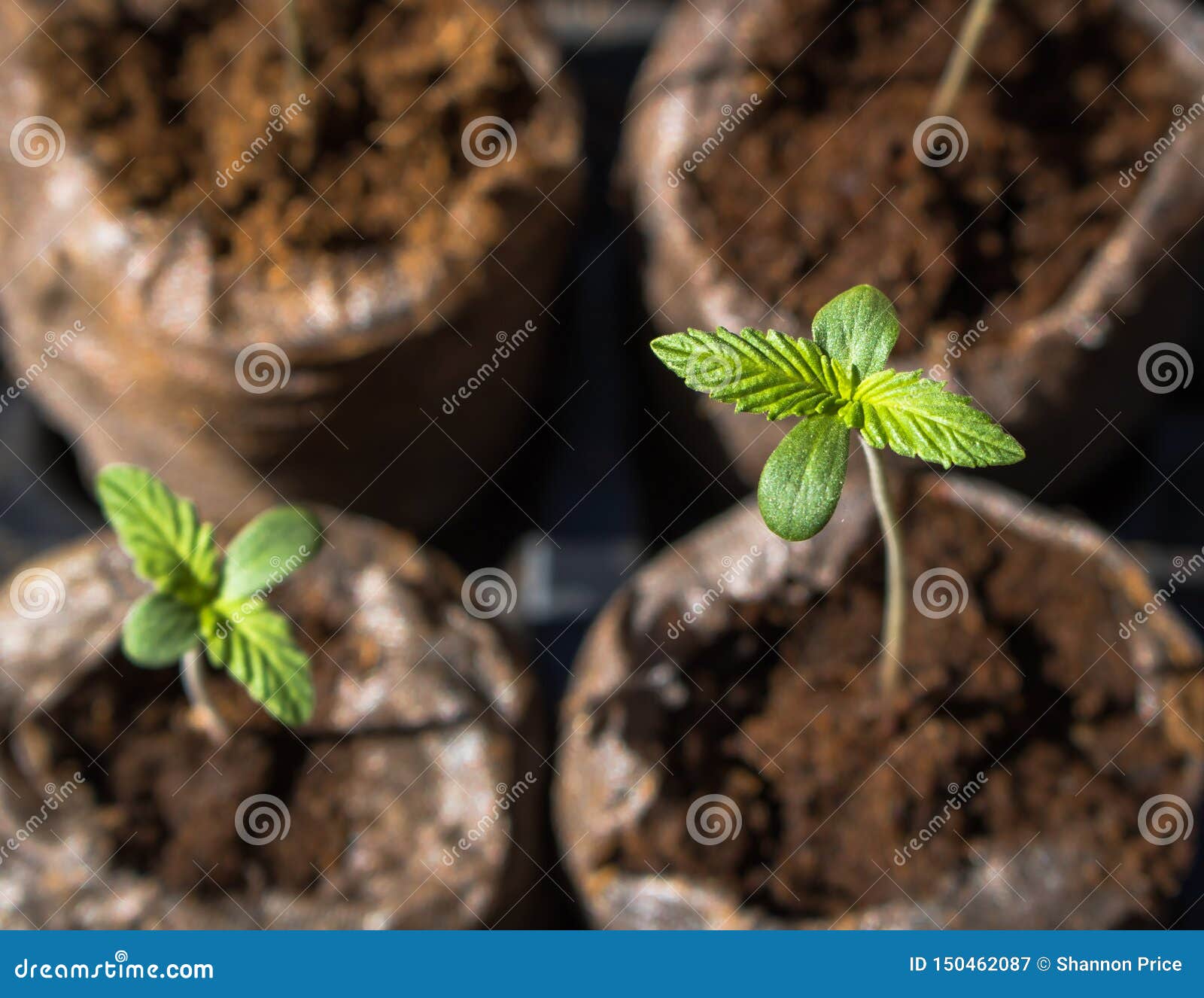Фото саженцев конопли сколько по времени растет куст марихуаны