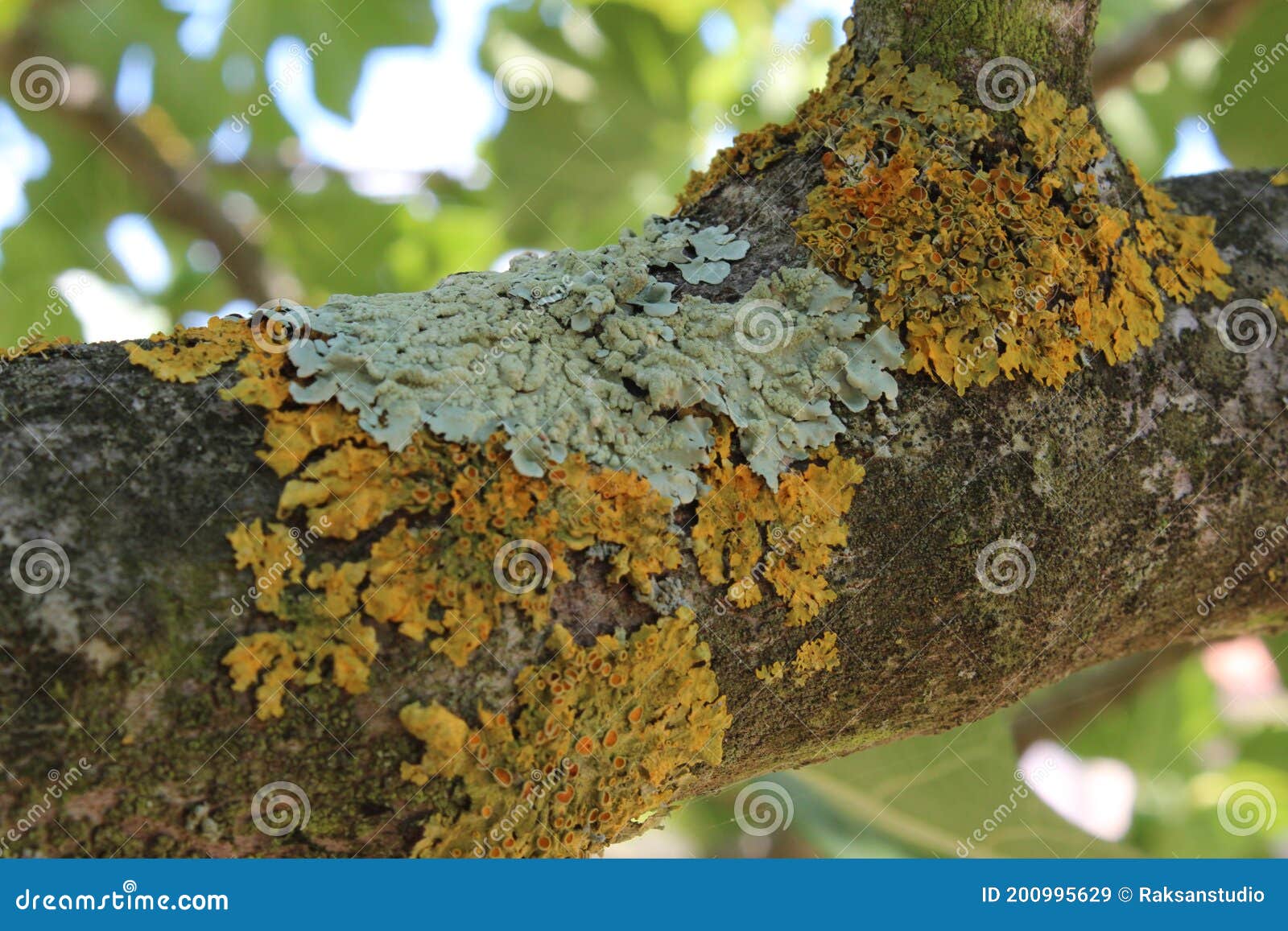 Лишайники на заводе ветви дерева в строгом Slowgrowing, который, как ...