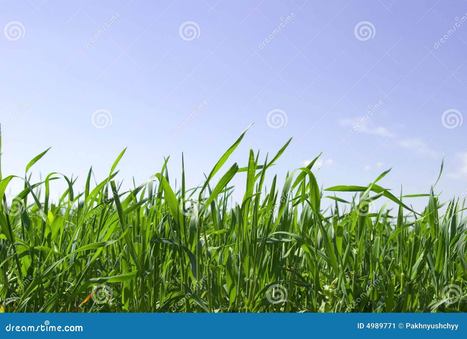 лужайка стоковое изображение. изображение насчитывающей ферма - 4989771