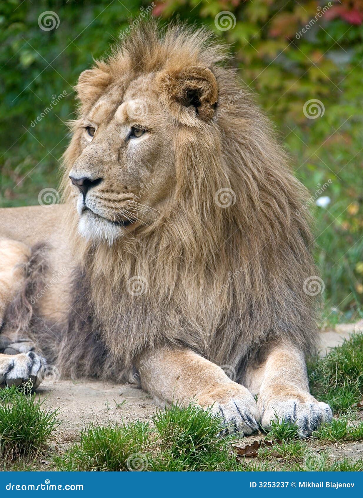 львев 4. сильнорослый портрет мужчины льва
