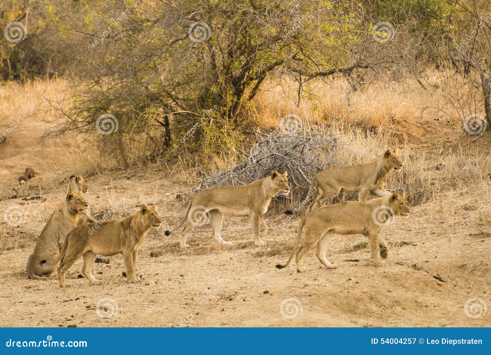 фотографии львов на охоте
