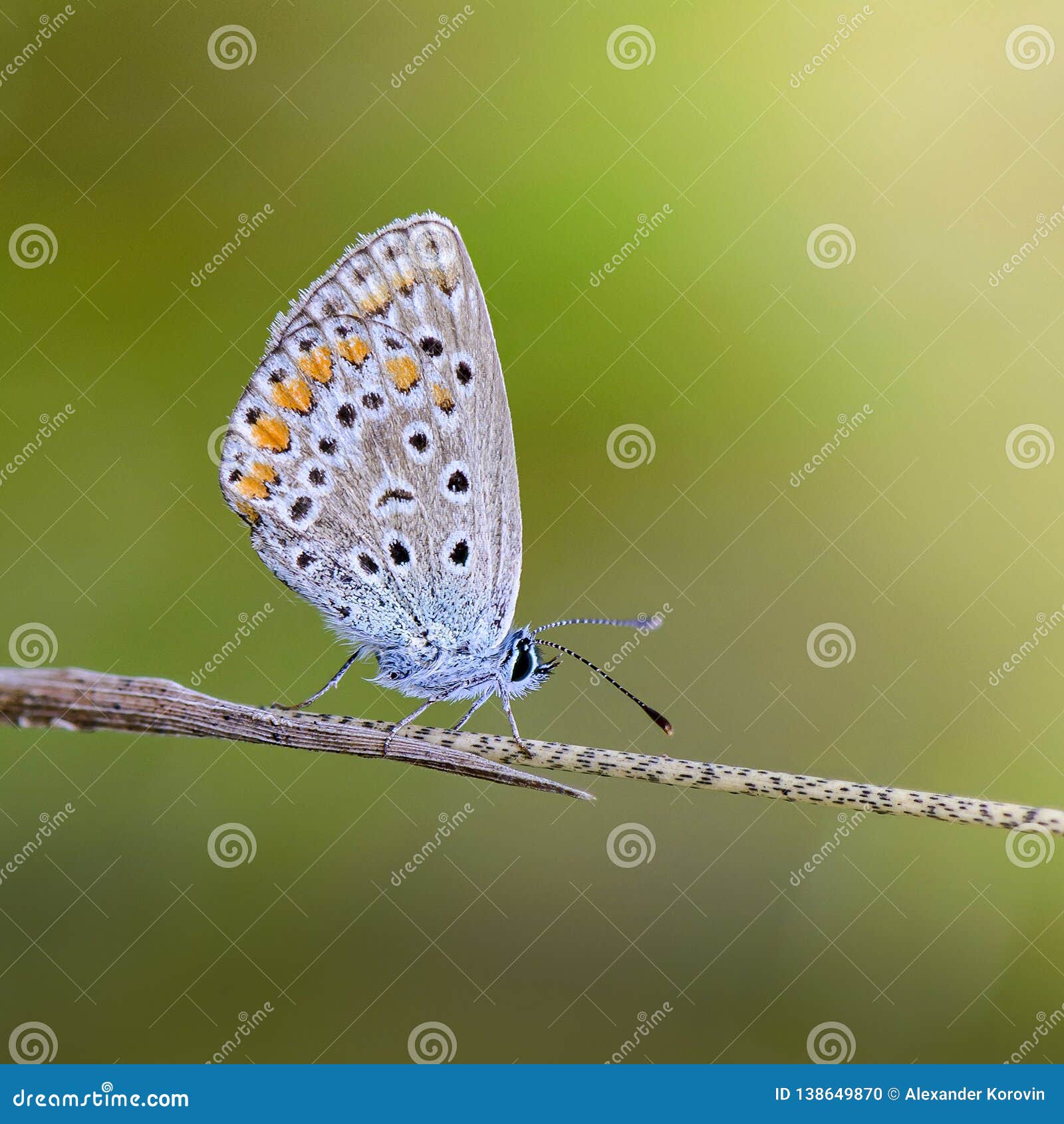 Малый голубь бабочки сидит на сухом колоске травы Стоковое Фото ...
