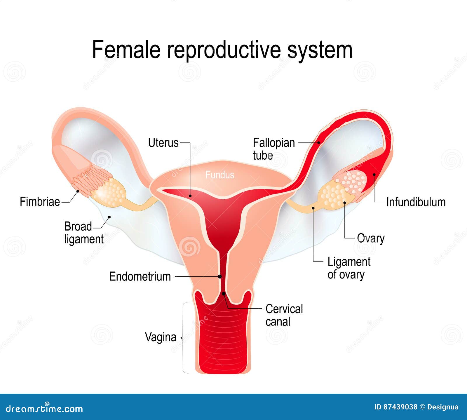 Женская репродуктивная система рисунок