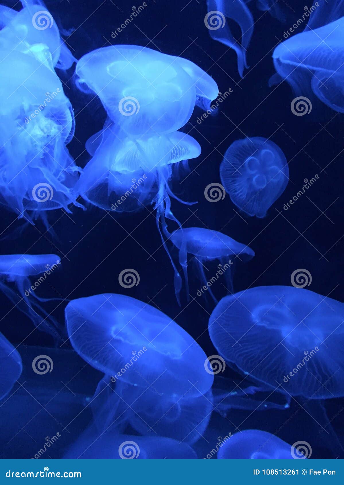 Медузы. Голубые медузы в танке