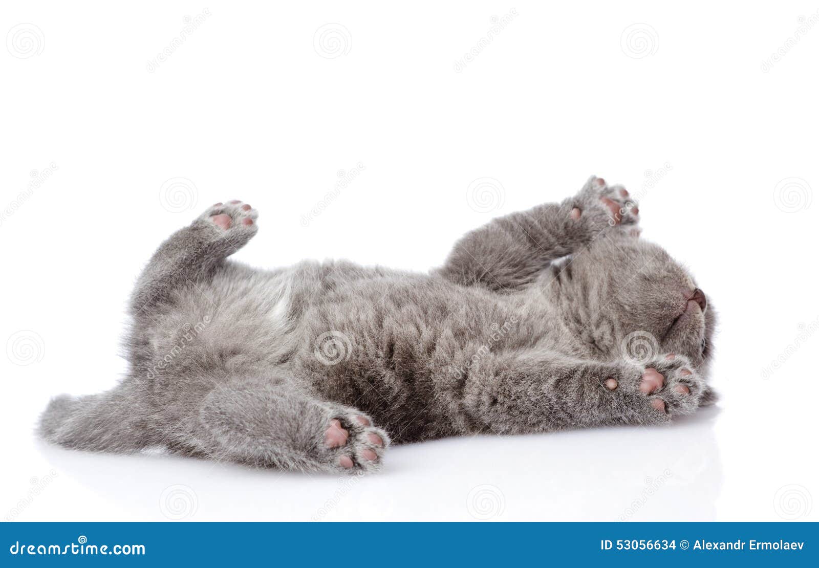 Серый кот лежит на спине