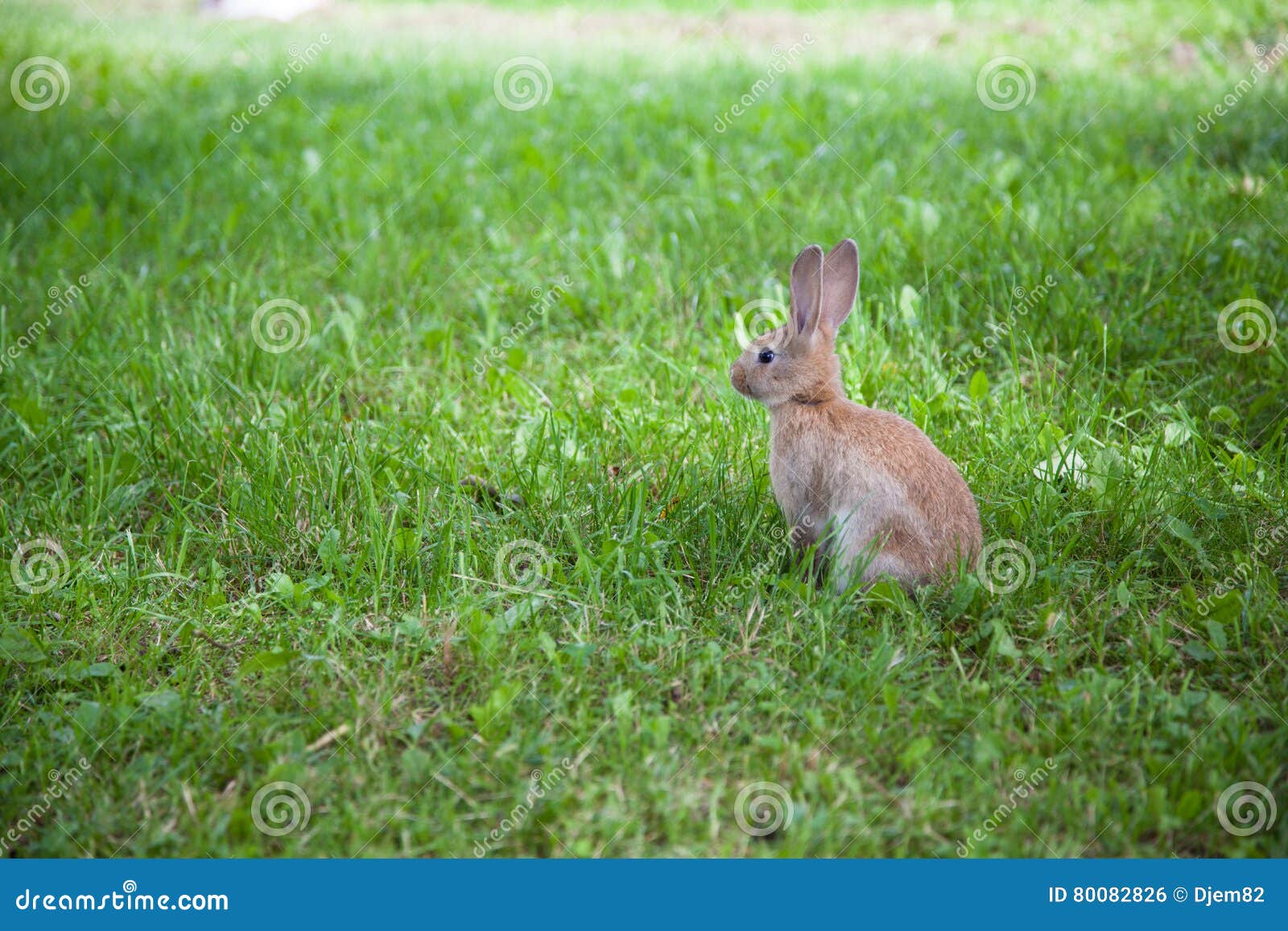 милый кролик травы. Милый кролик на траве в саде