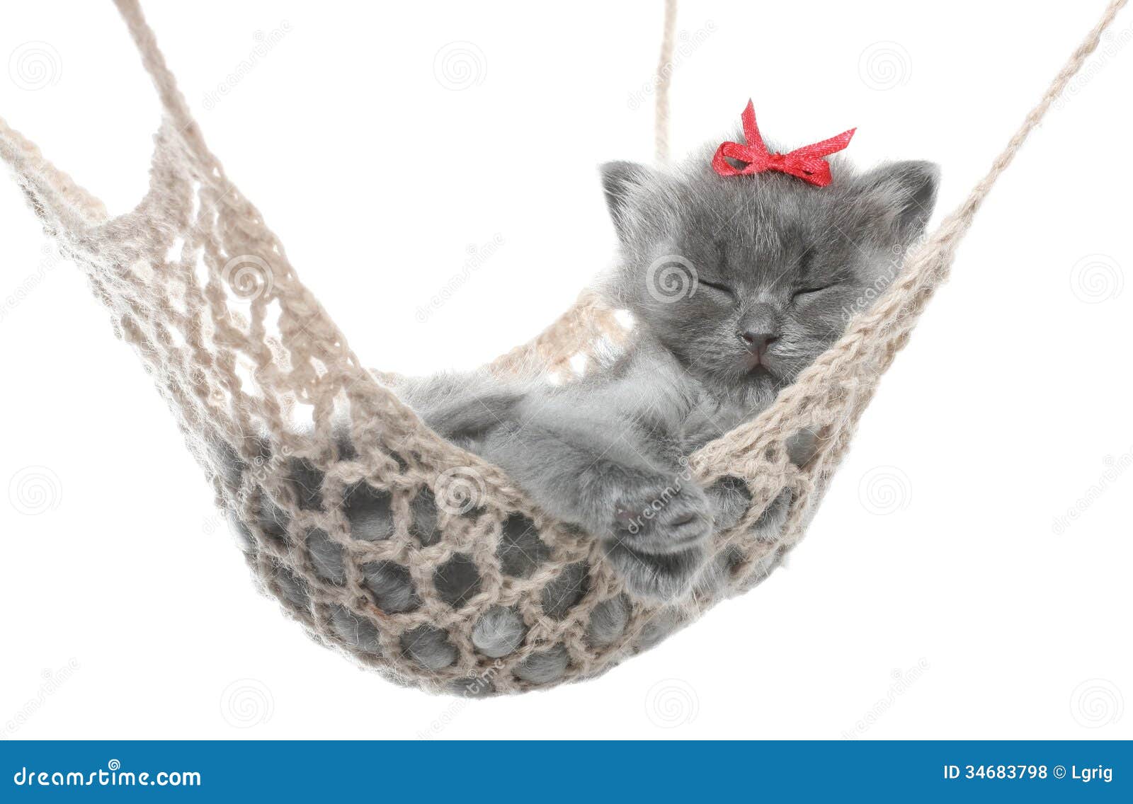Котик в гамаке