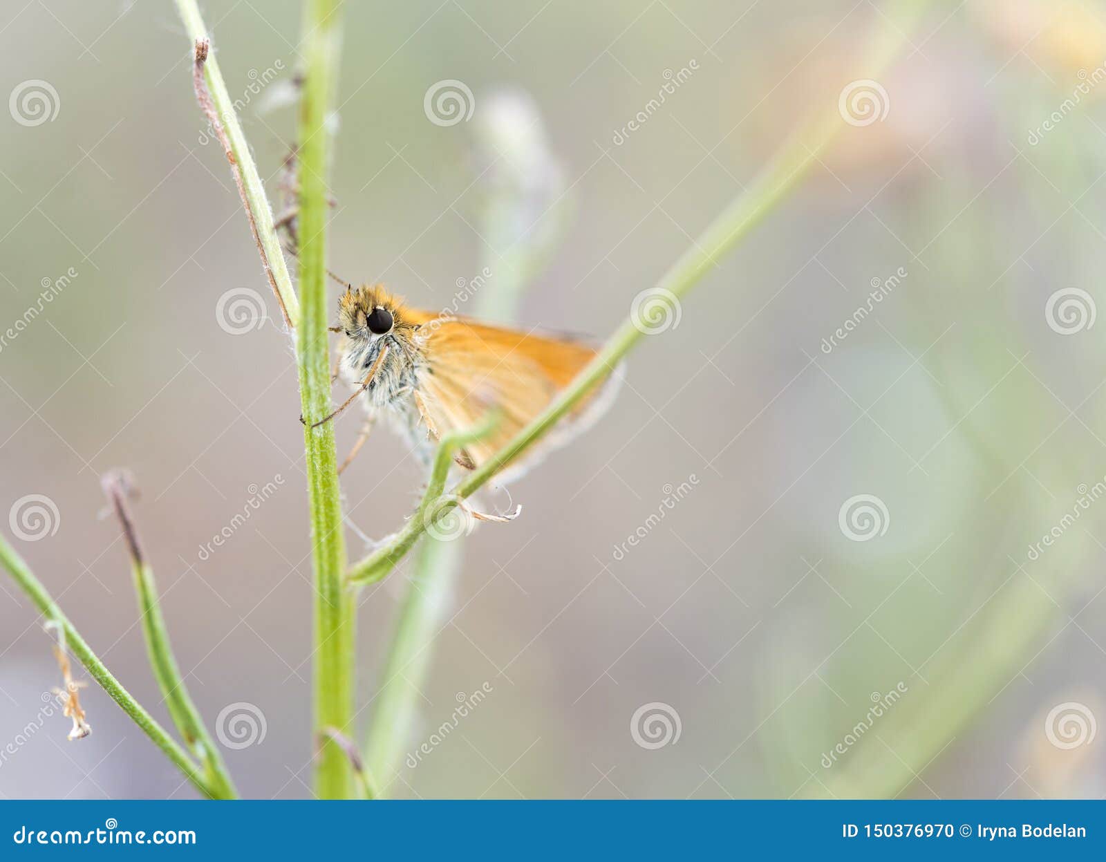 Милая маленькая оранжевая бабочка с огромным зеленым растением объятий глаз. Фото макроса милой маленькой оранжевой бабочки с огромными глазами обнимая зеленое растение на луге лета с мягкой предпосылкой