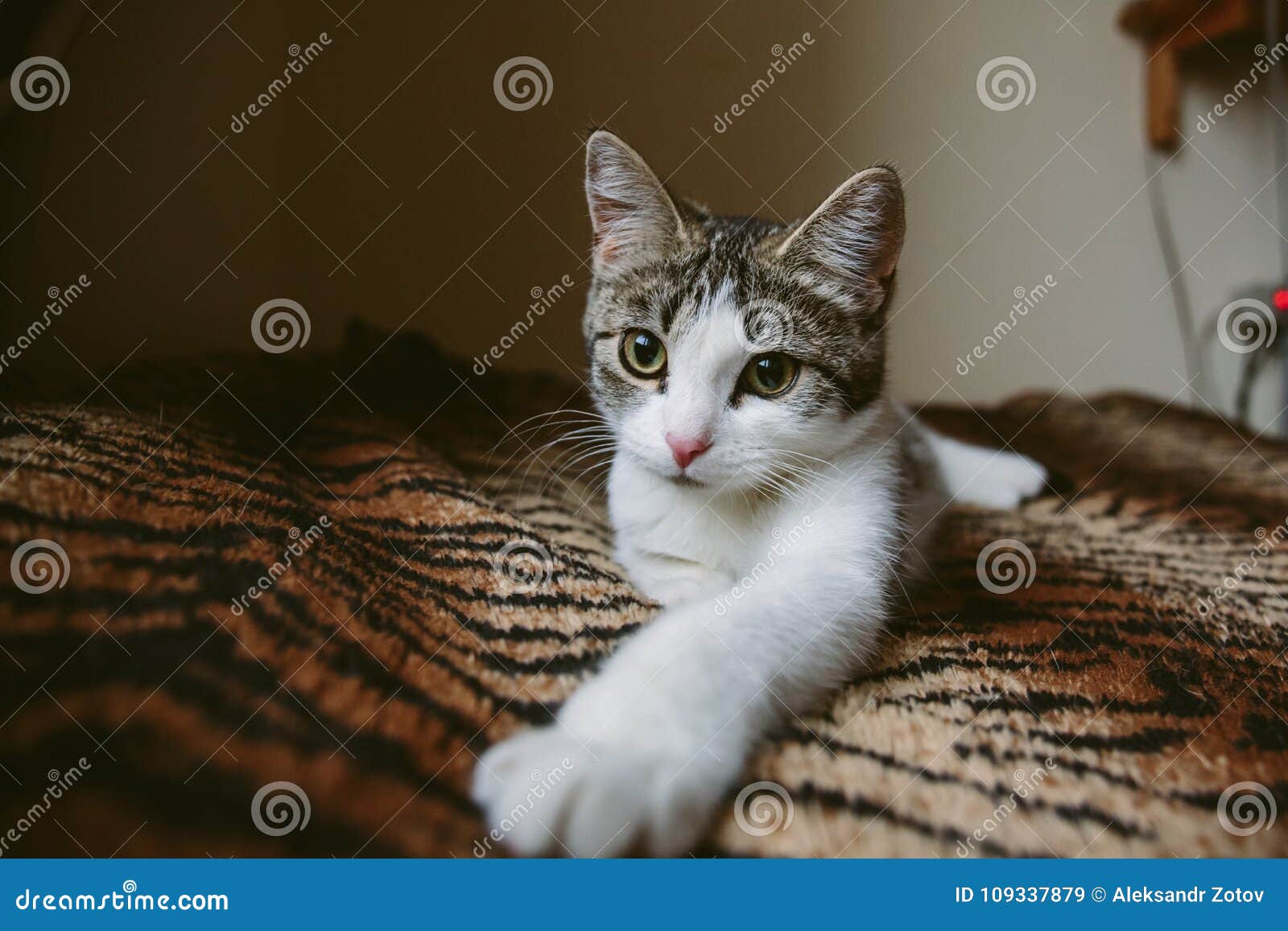Котёнок Шустрик большой (серый)