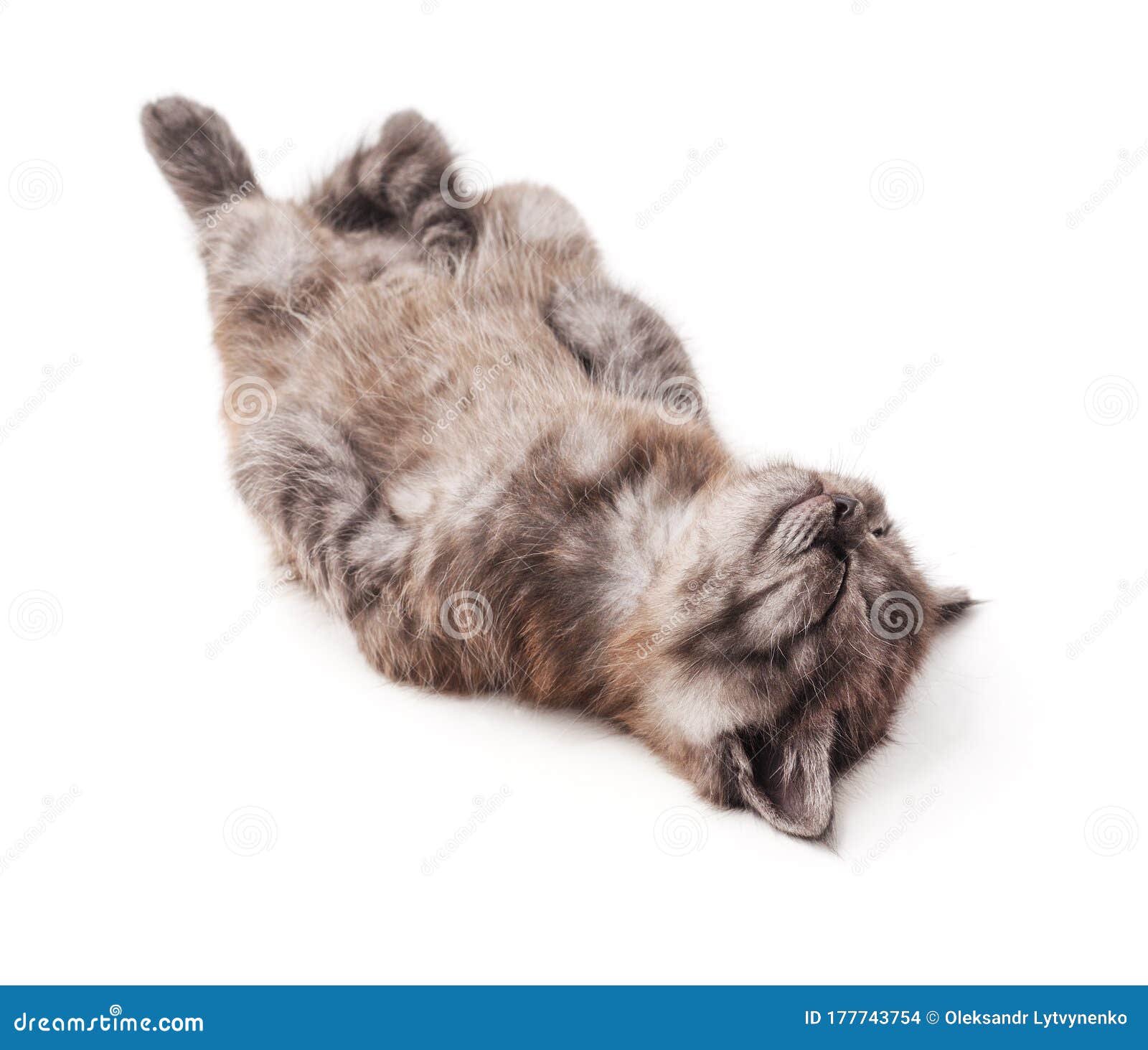 Кошка лежит на спине