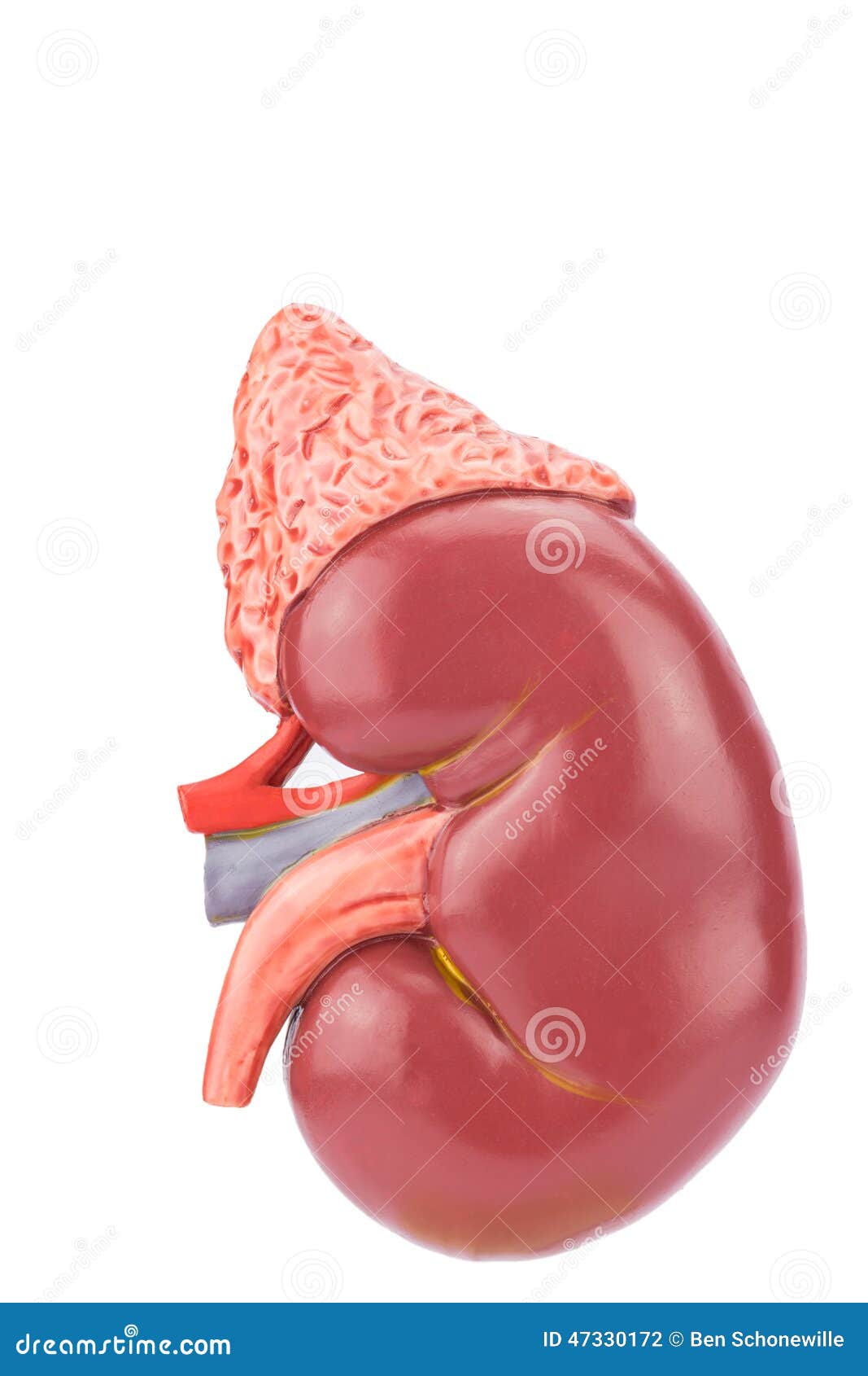 Модельная человеческая почка снаружи Стоковое Фото - изображение ...