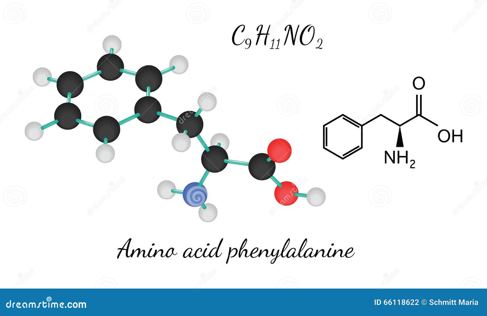 Молекула фенилаланина аминокислоты C9H11NO2 изолированная на белизне