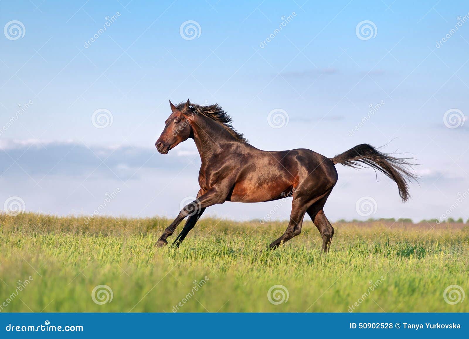 Молодой коричневый скакать лошади, скача на поле Стоковое Фото ...