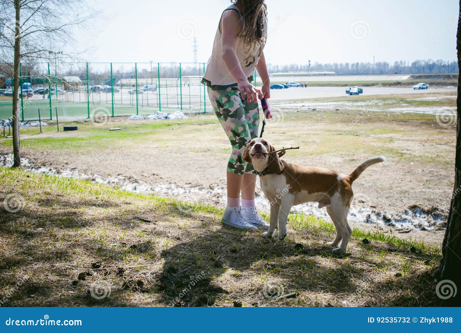 Молодая собака разводит бигля идя в парк Outdoors Стоковое Фото ...