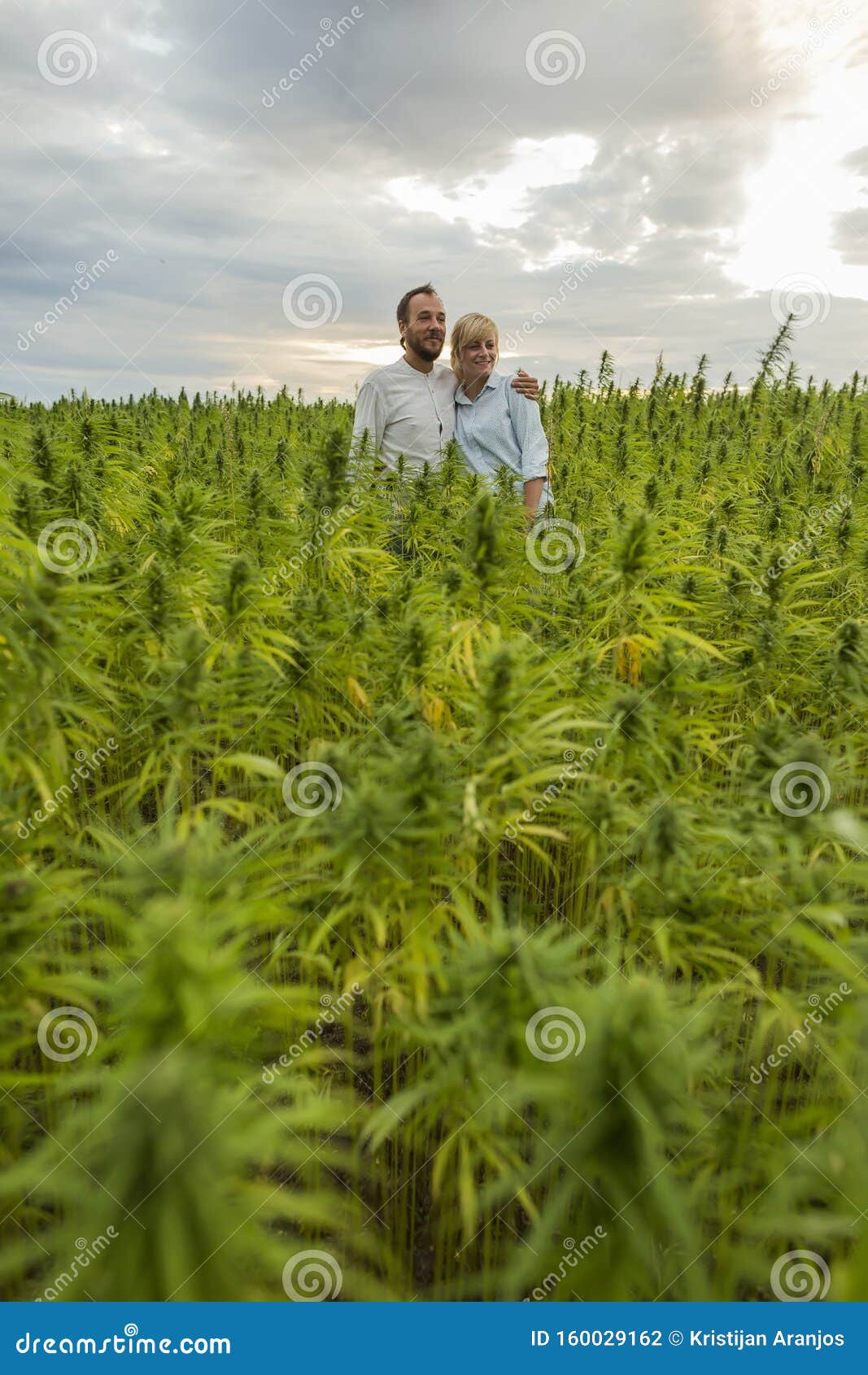 Картинка на поле конопли в сиануквиле марихуана