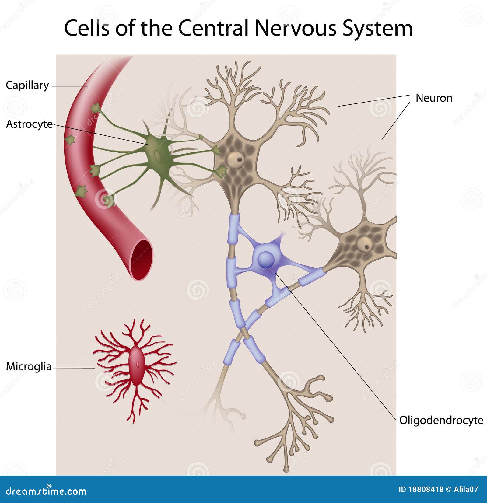 невроны cns клеток glial. точное совместимое детальное печатание сетки градиента eps8