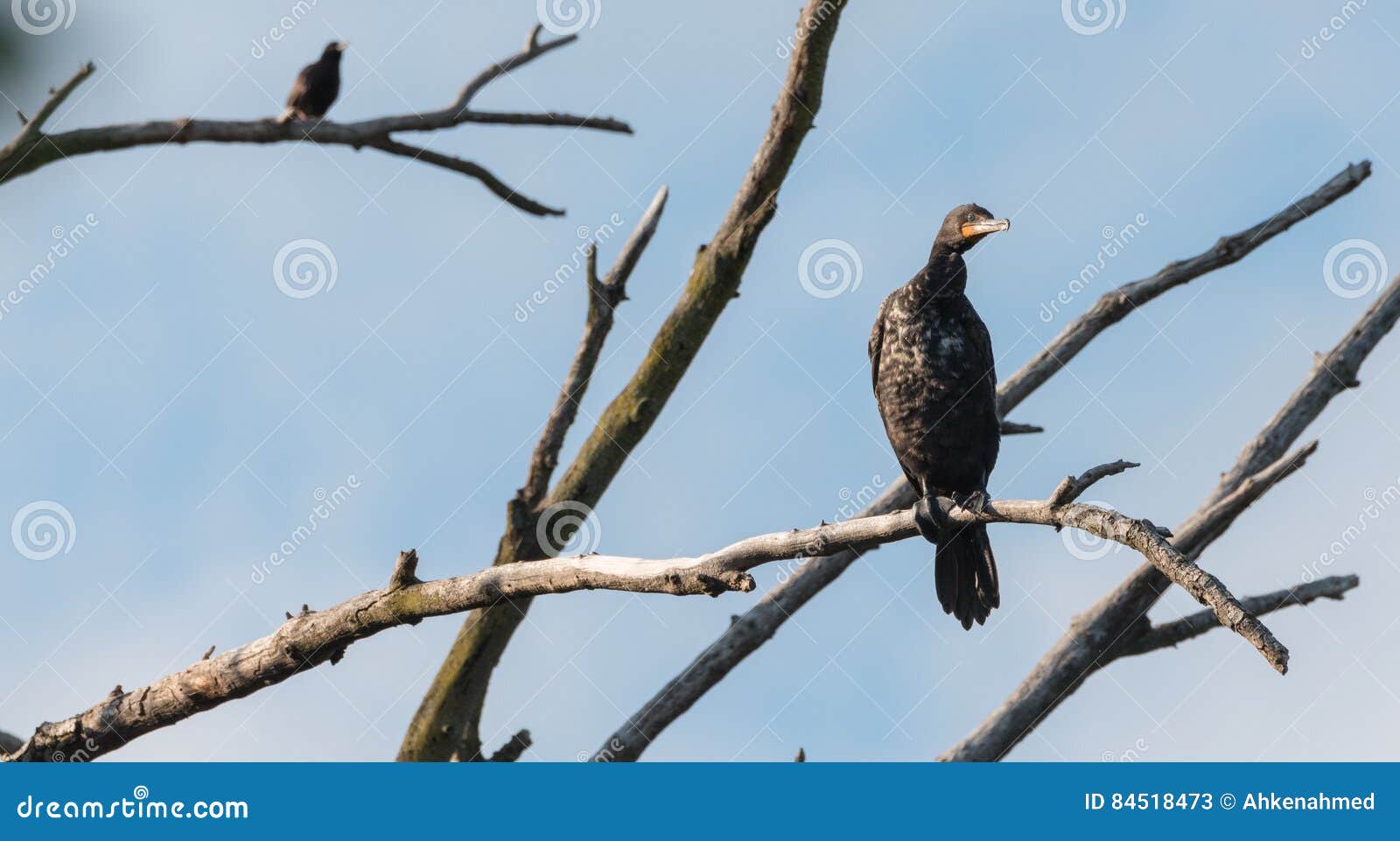 Неполовозрелое двойное crested auritus Phalacrocorax баклана сидит путь вверх по максимуму на ветви мертвого дерева в солнце лета. Неполовозрелое Двух-crested auritus Phalacrocorax баклана, в раннем лете Большое waterbird с длинной шеей отличает длинным, худеньким, оранжевым счетом закрепленным на своей подсказке