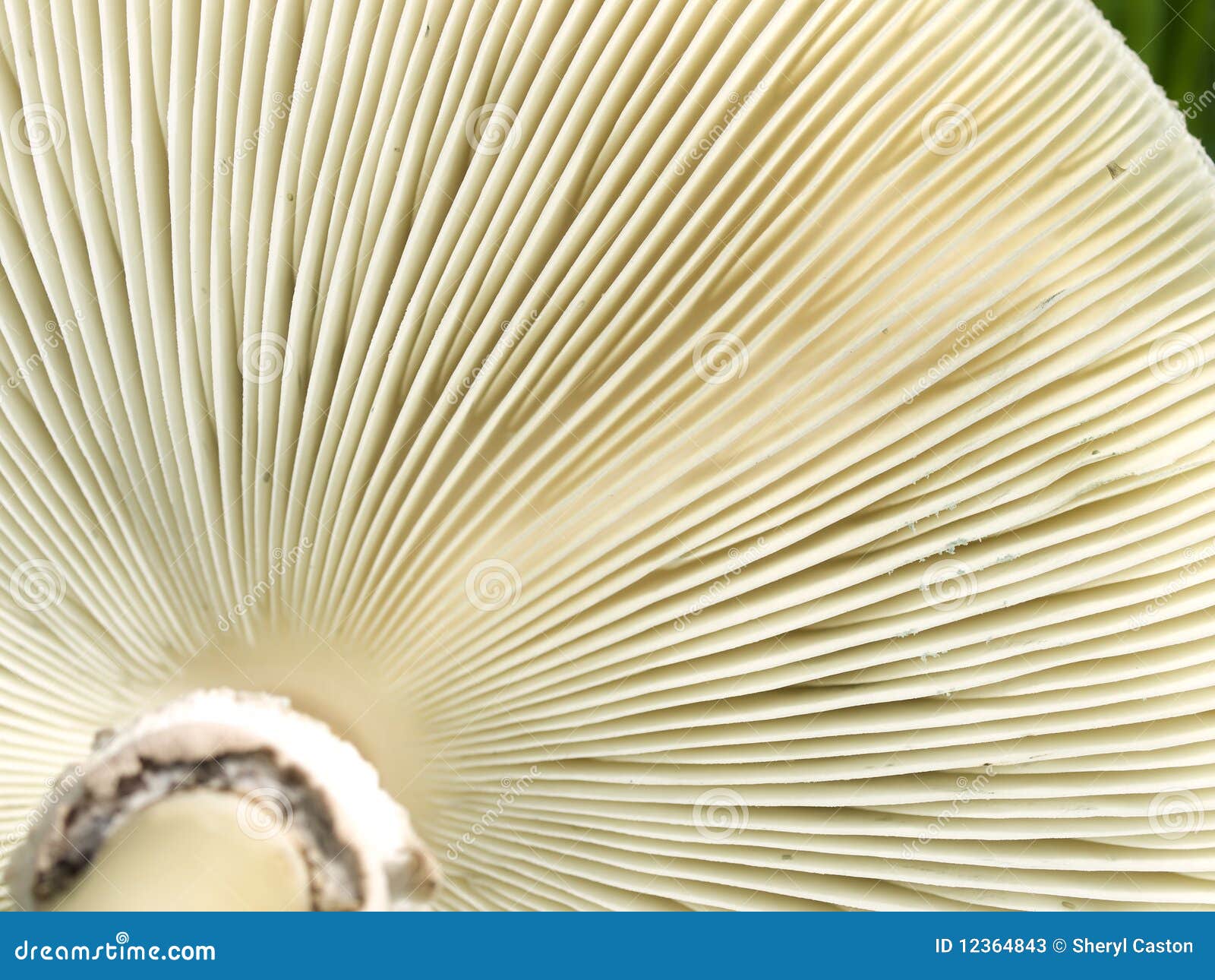 нижняя сторона текстуры гриба жабр грибков. нижняя сторона текстуры гриба макроса жабр грибков