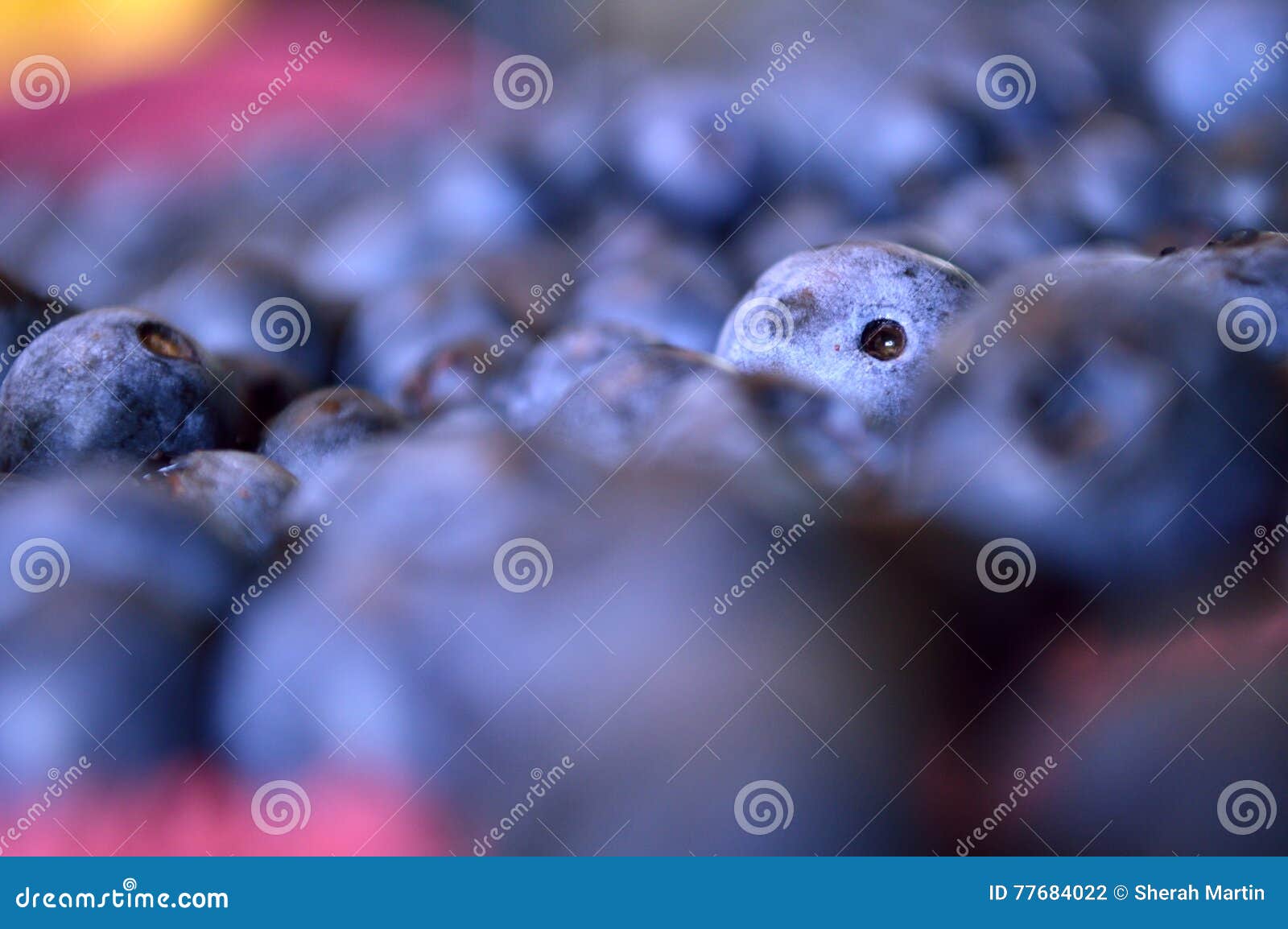 Одна уединённая голубика засовывая свою голову вверх в море голубики такие же. Абстрактное фото голубики с короткой глубиной поля Запачканные голубики в переднем плане и предпосылке Пинк и желтый цвет потехи горячий в углах