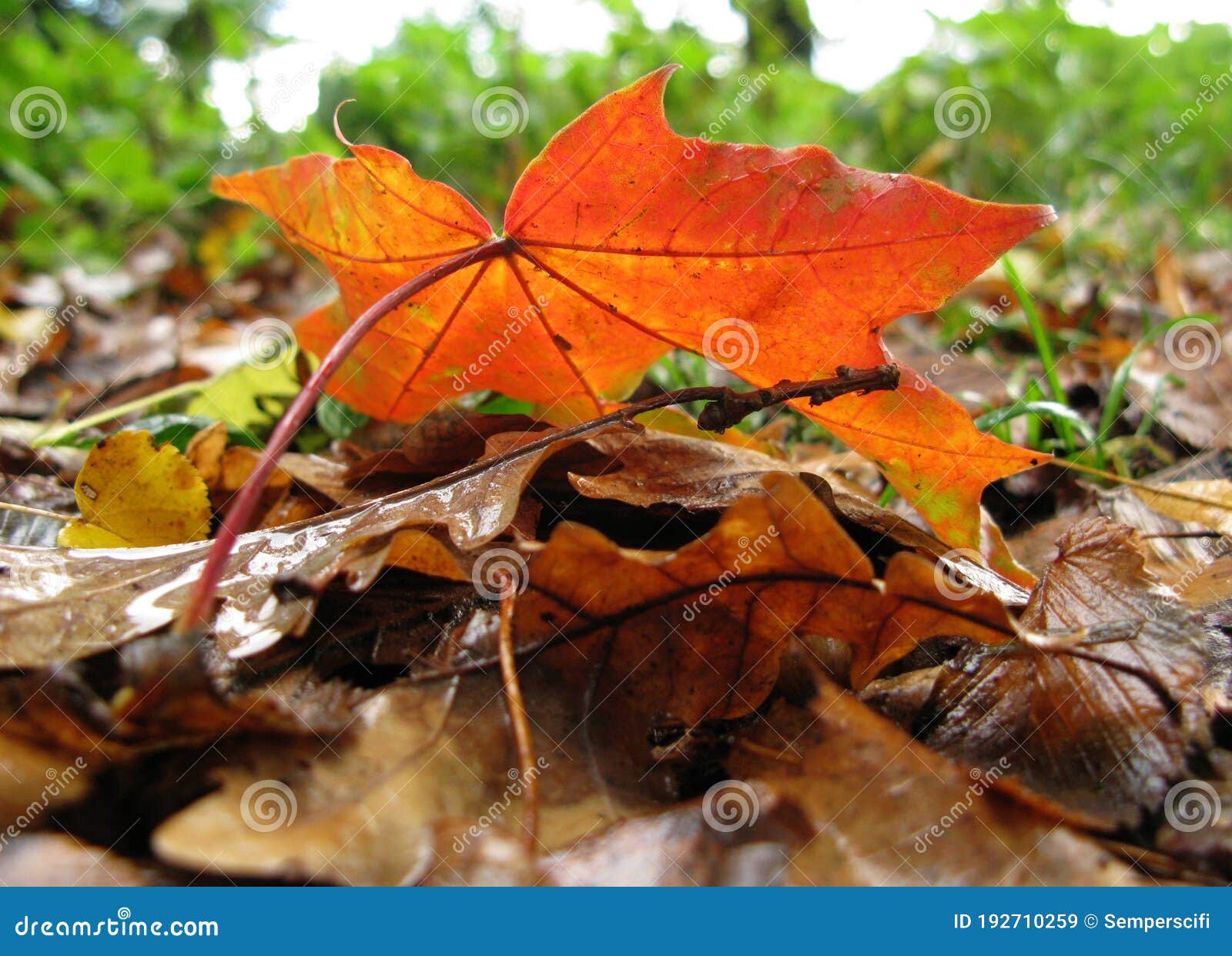 Ð¾range Autumn Maple Leaf on the
