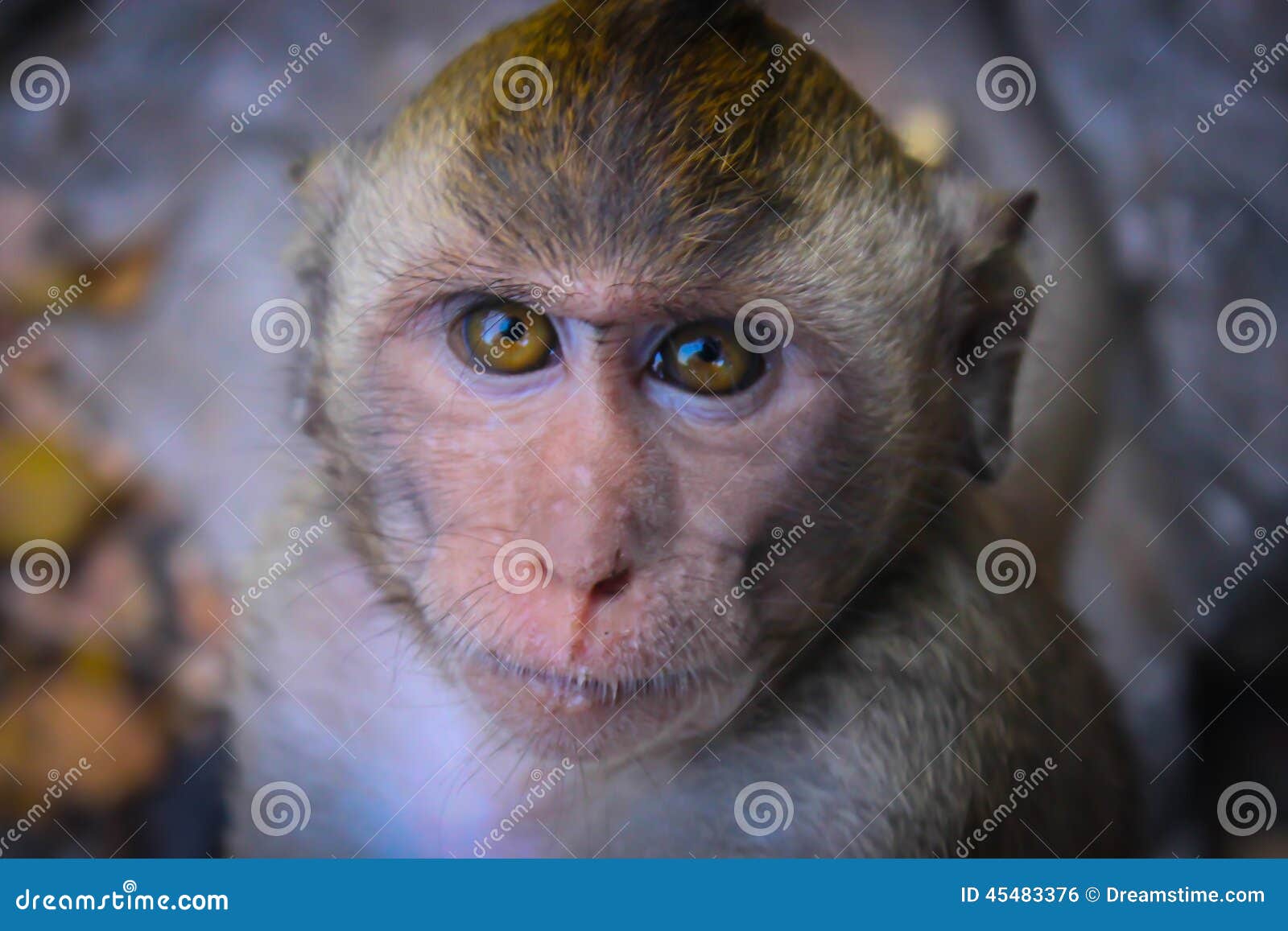 обезьяна серьезная стоковое фото. изображение насчитывающей одичало ...