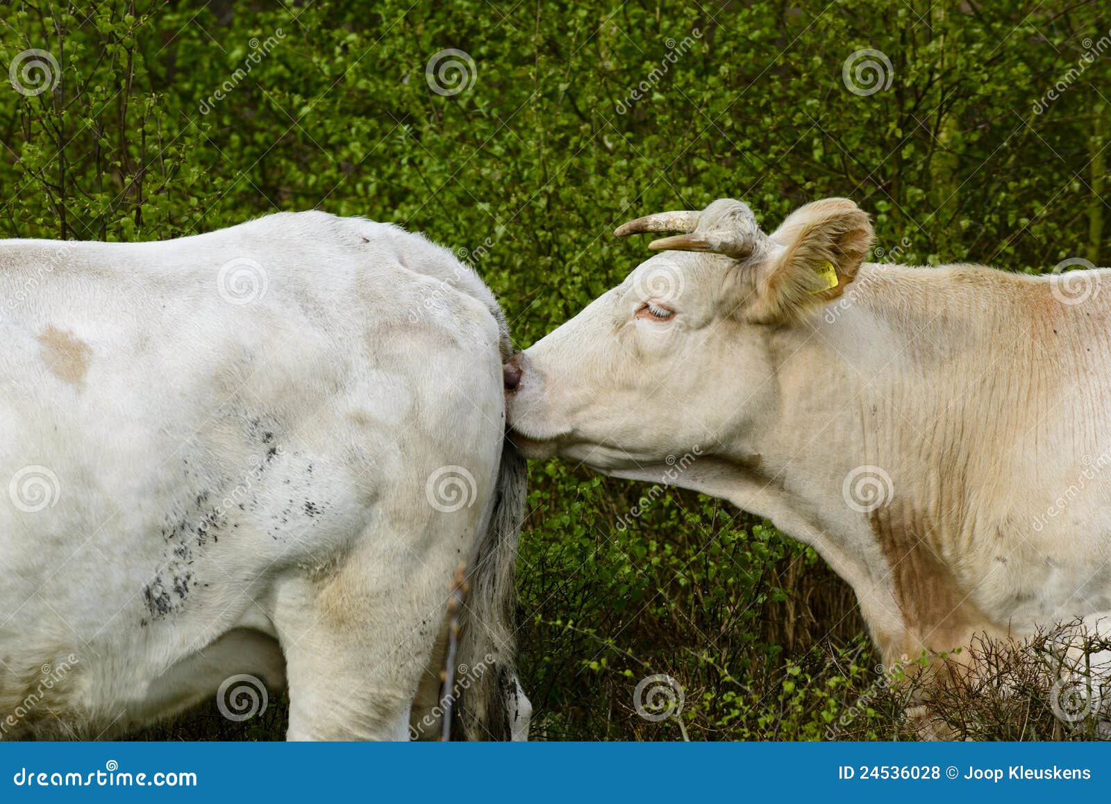 нижний обнюхивать коровы