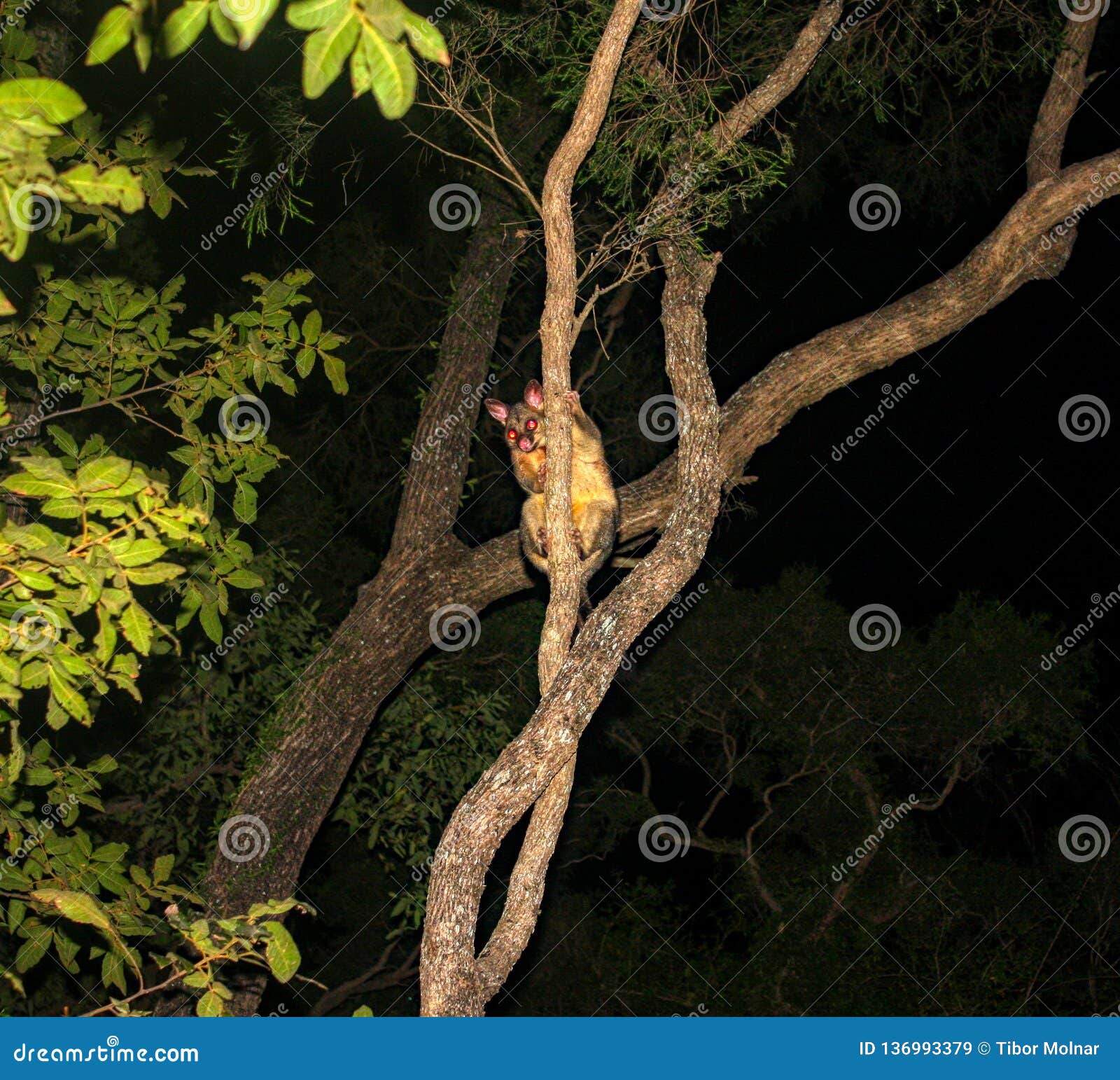 Общее vulpecula Trichosurus опоссума Brushtail взбираясь дерево в тропическом лесе Квинсленда вечером. Общее vulpecula Trichosurus опоссума Brushtail взбираясь дерево в тропическом лесе вечером Квинсленде Австралии Квинсленда