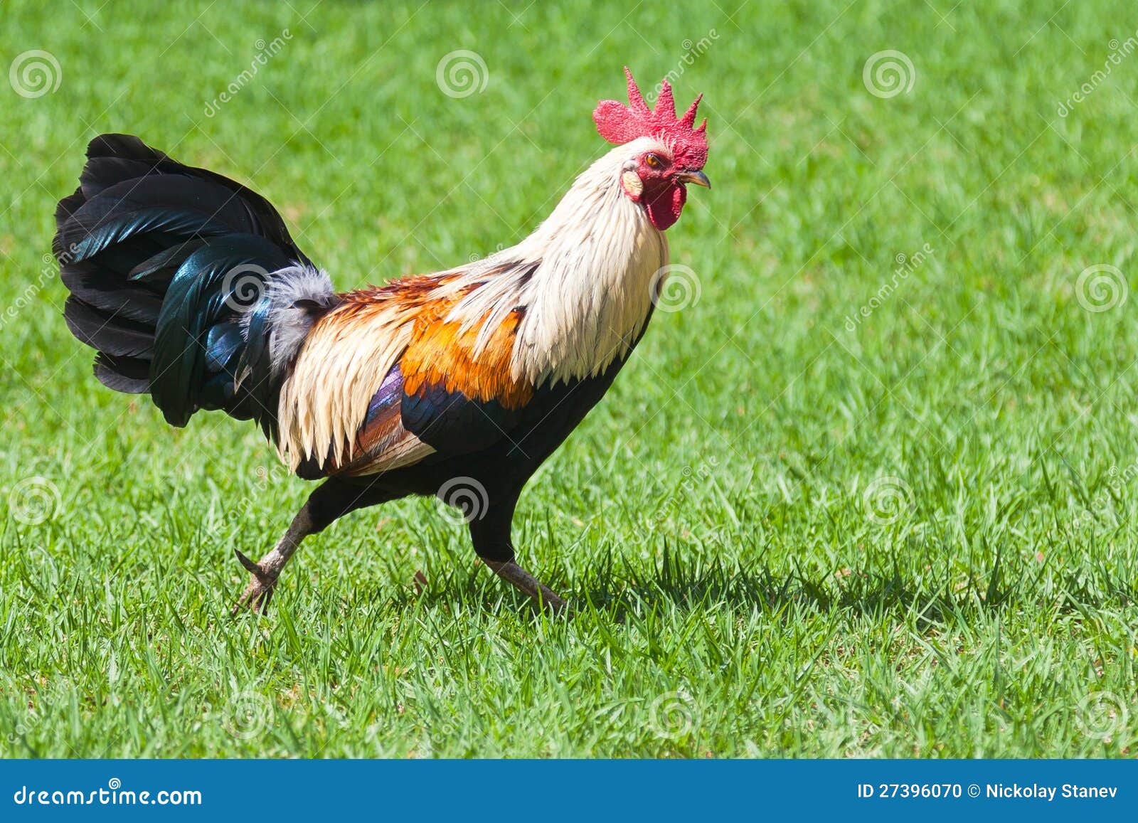 Одичалый цыпленок в Кауаи. Дикий петух на острове Кауаи, Гавайских островах.