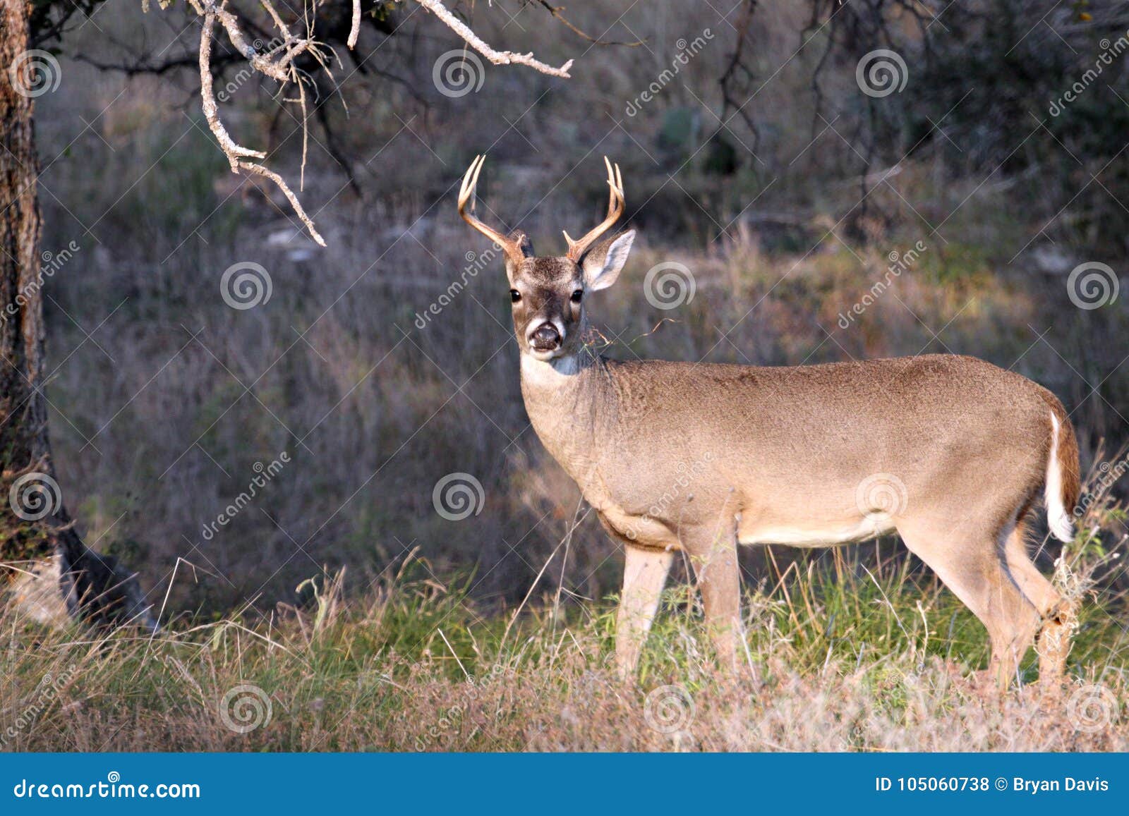 Олени самца оленя Whitetail в стране холма Техаса
