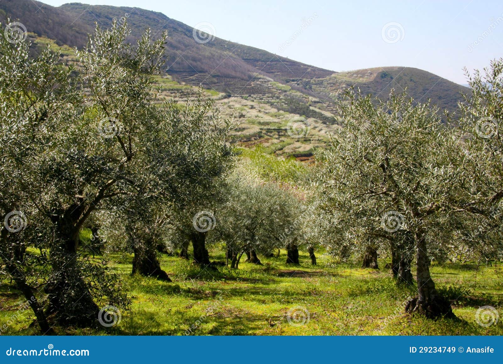 Оливковые дерева в Las Hurdes, Caceres, Испании