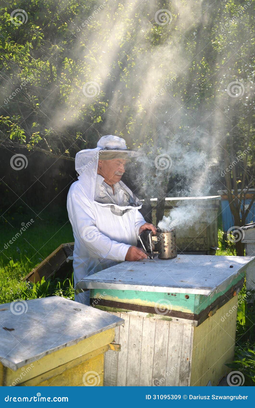 Опытный старший apiarist устанавливает пожар в курильщике пчелы. Опытный старший apiarist в его пасеке устанавливая пожар в курильщике пчелы