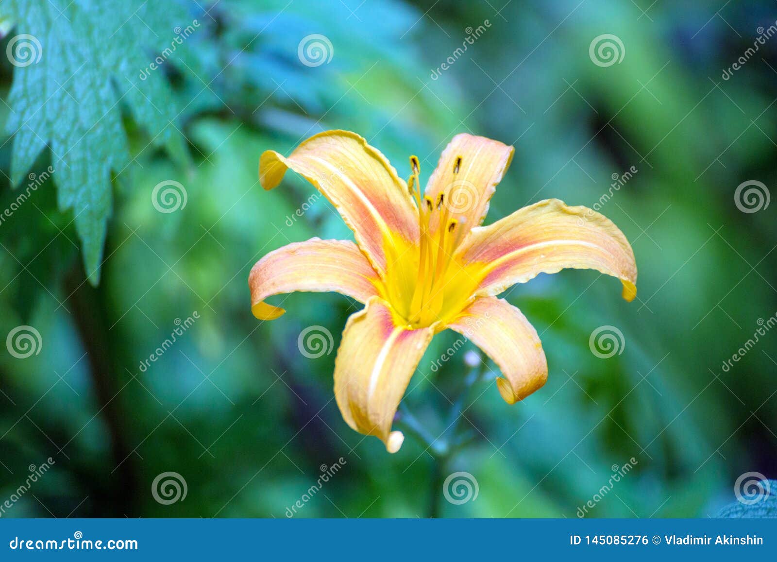 Lily Flower Night in Thailand. Fresh, Colorful. Stock Photo Image of