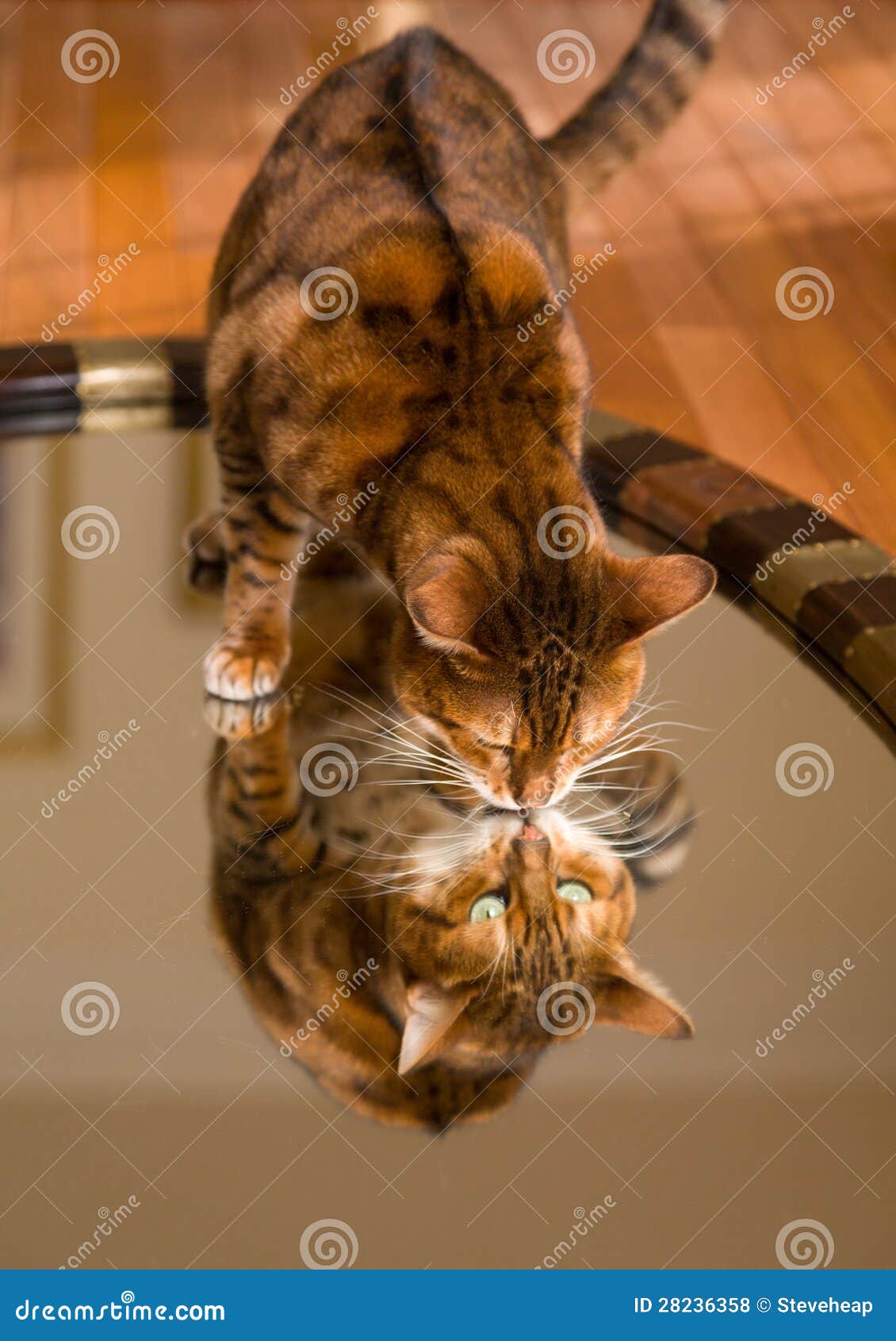 Коричнево оранжевая кошка