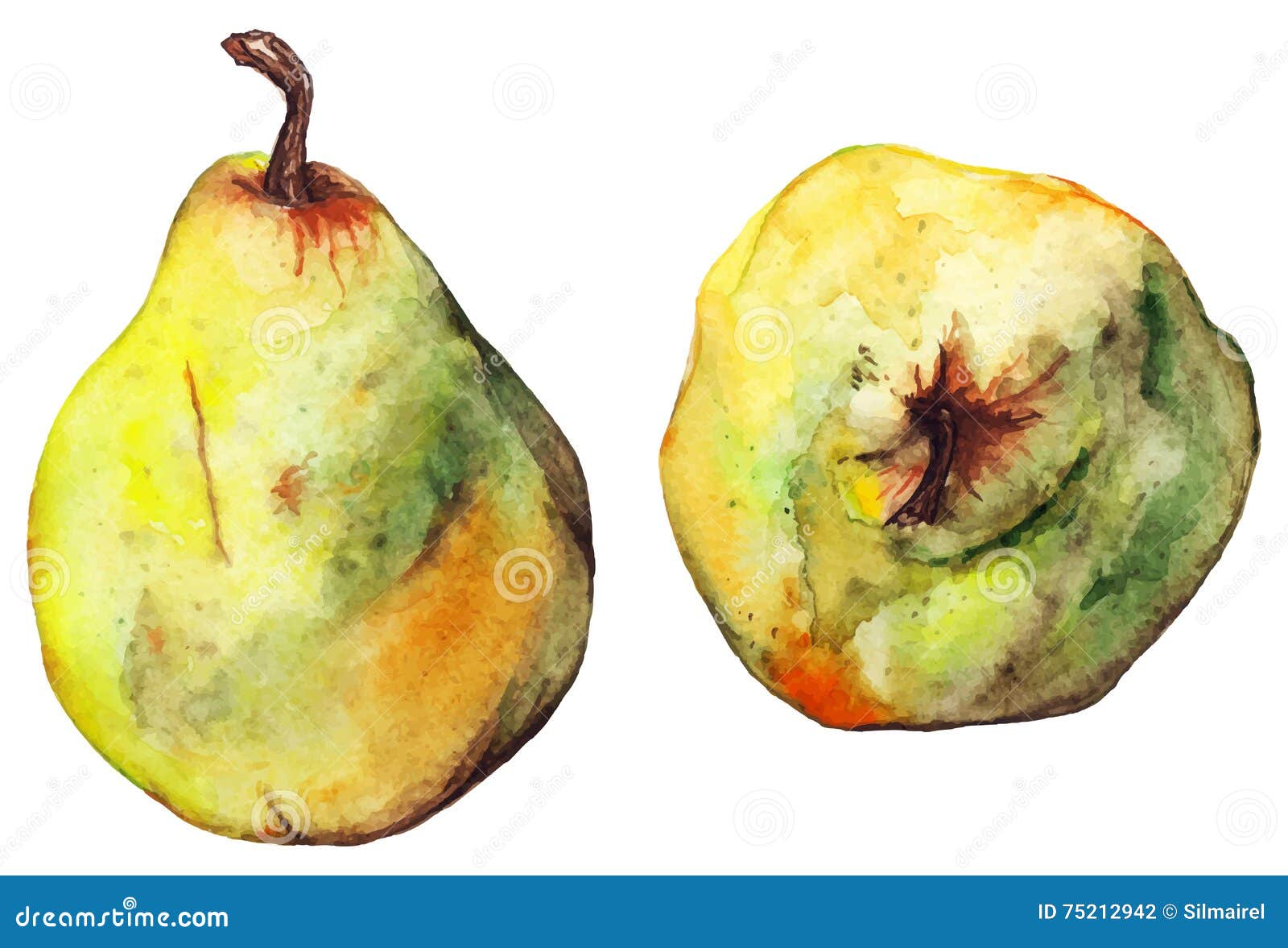 Плод груши рисунок